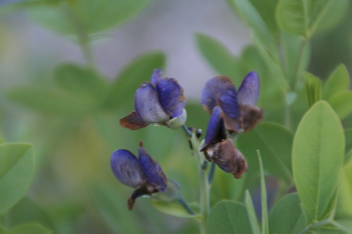 ムラサキセンダイハギ（紫千代萩）９ｃｍ〜10.5ｃｍポット（花芽なし）【山野草】の画像
