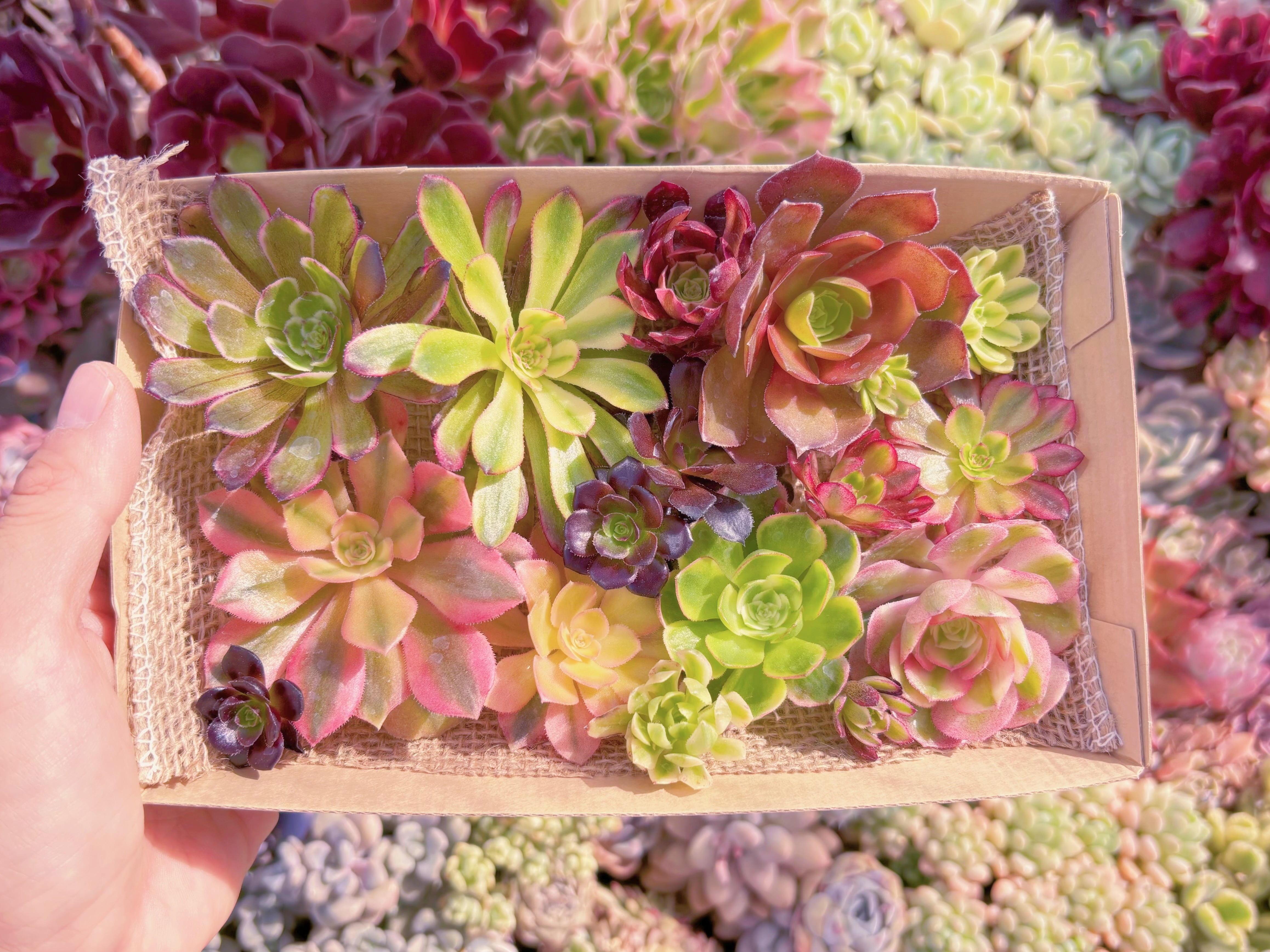 現品　寄せ植えセット#1146　12cmx20cm　るる農園