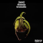 Aechmea brevicollis〔エクメア〕A222