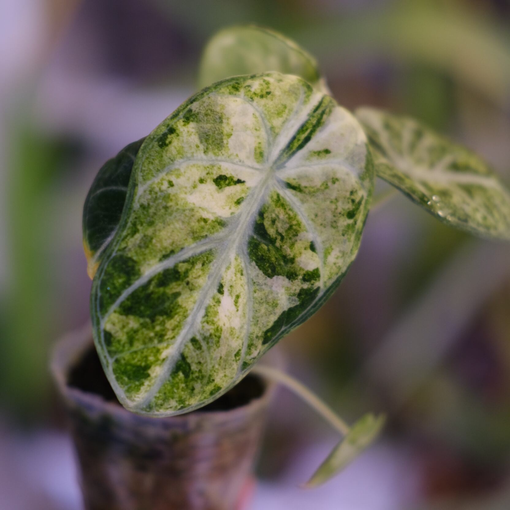 Alocasia Ninja Tricolor│アロカシア ニンジャ 斑入②│観葉植物