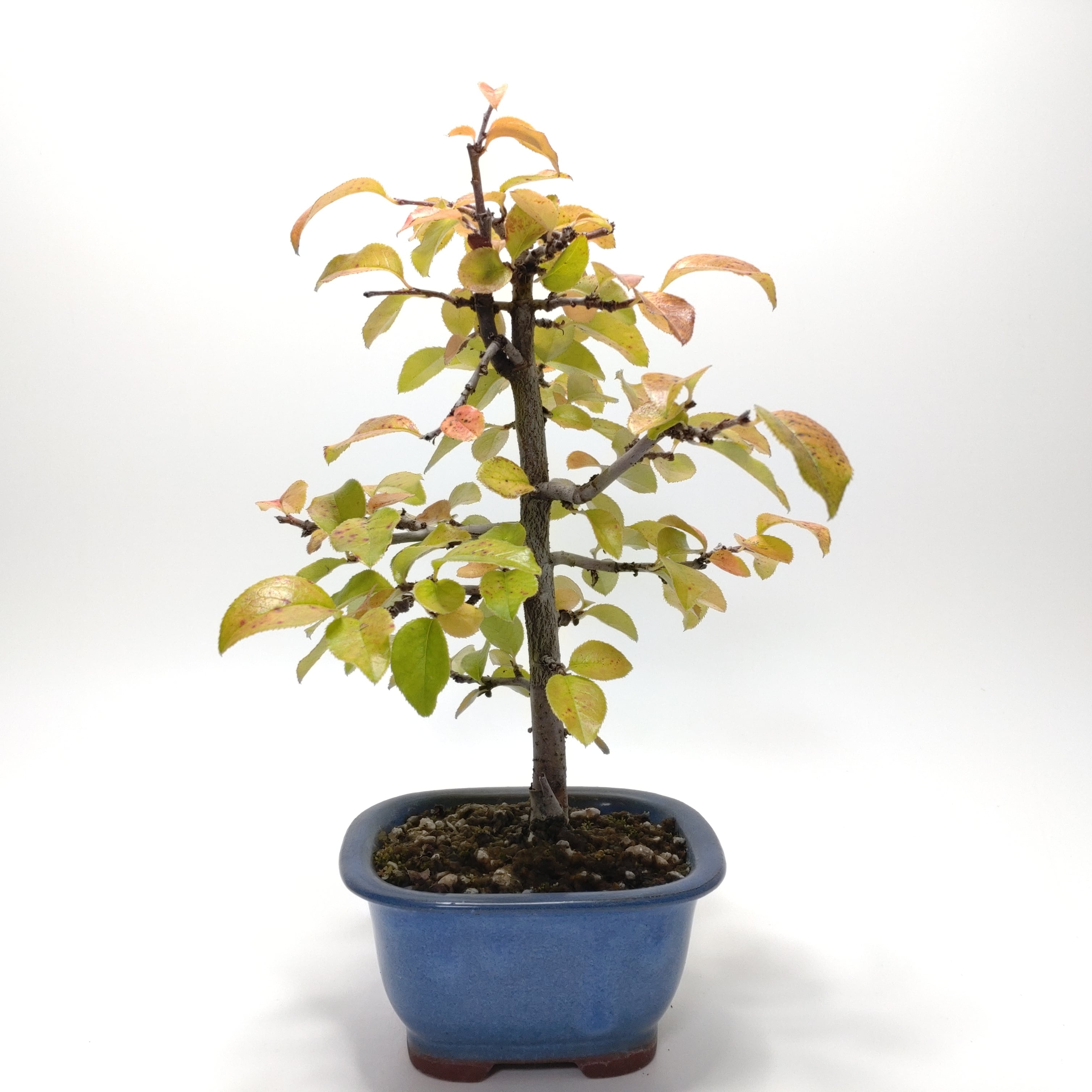 盆栽　ナツハゼ　樹高54cm 2025年最新】Yahoo!オークション -ナツハゼ 盆栽の中古品・新品・未