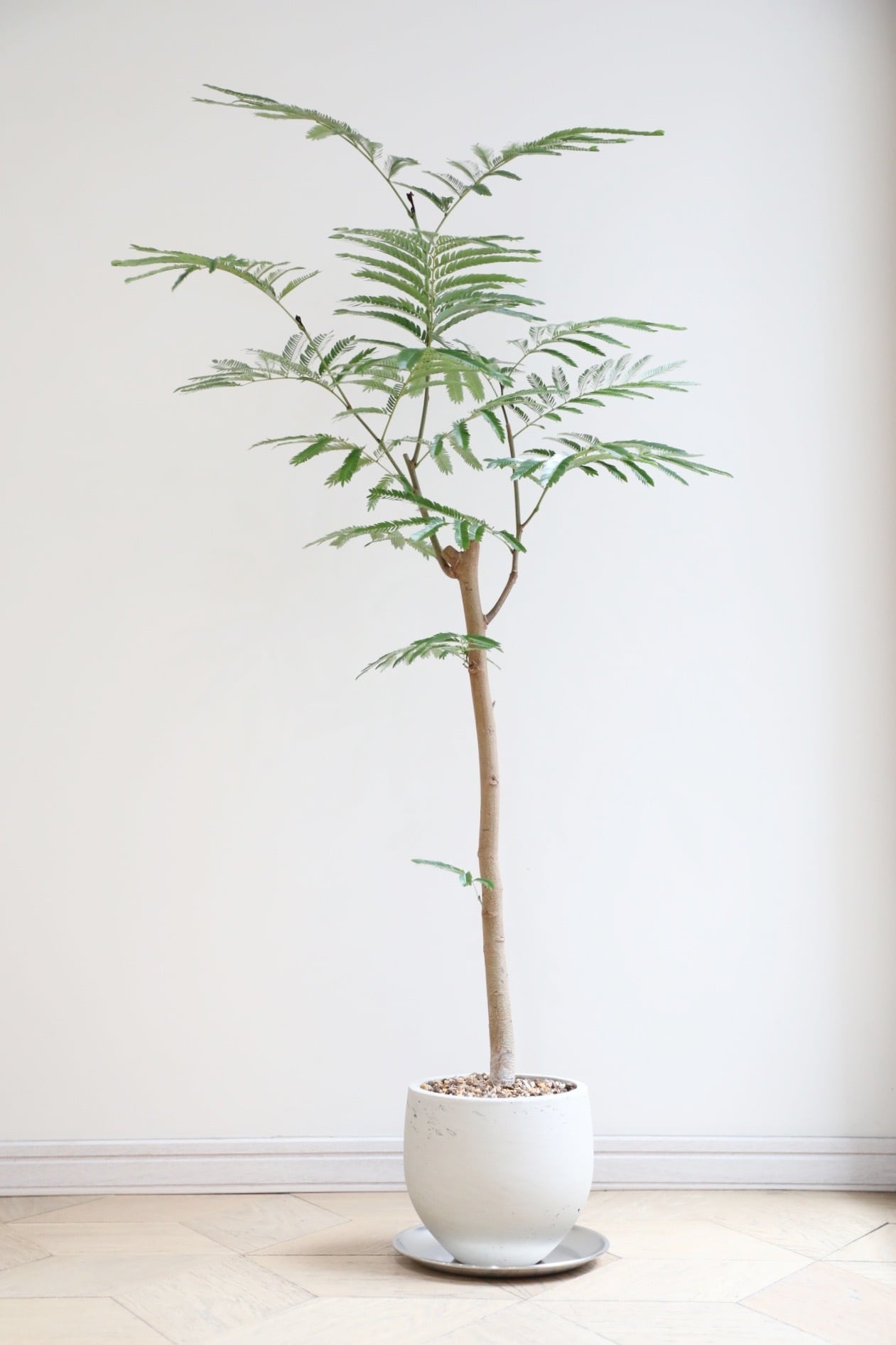 渋谷区周辺エリア/配送料無料】【L/118cm】エバーフレッシュ