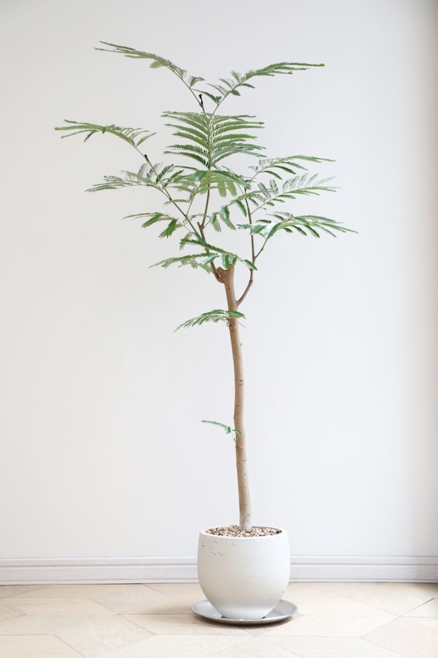 【渋谷区周辺エリア/配送料無料】【L/118cm】エバーフレッシュ /Pithecellobium confertum ever fresh