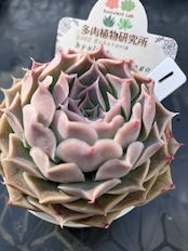 【現物商品】hyalina,Santo Domingo(実生選抜)①