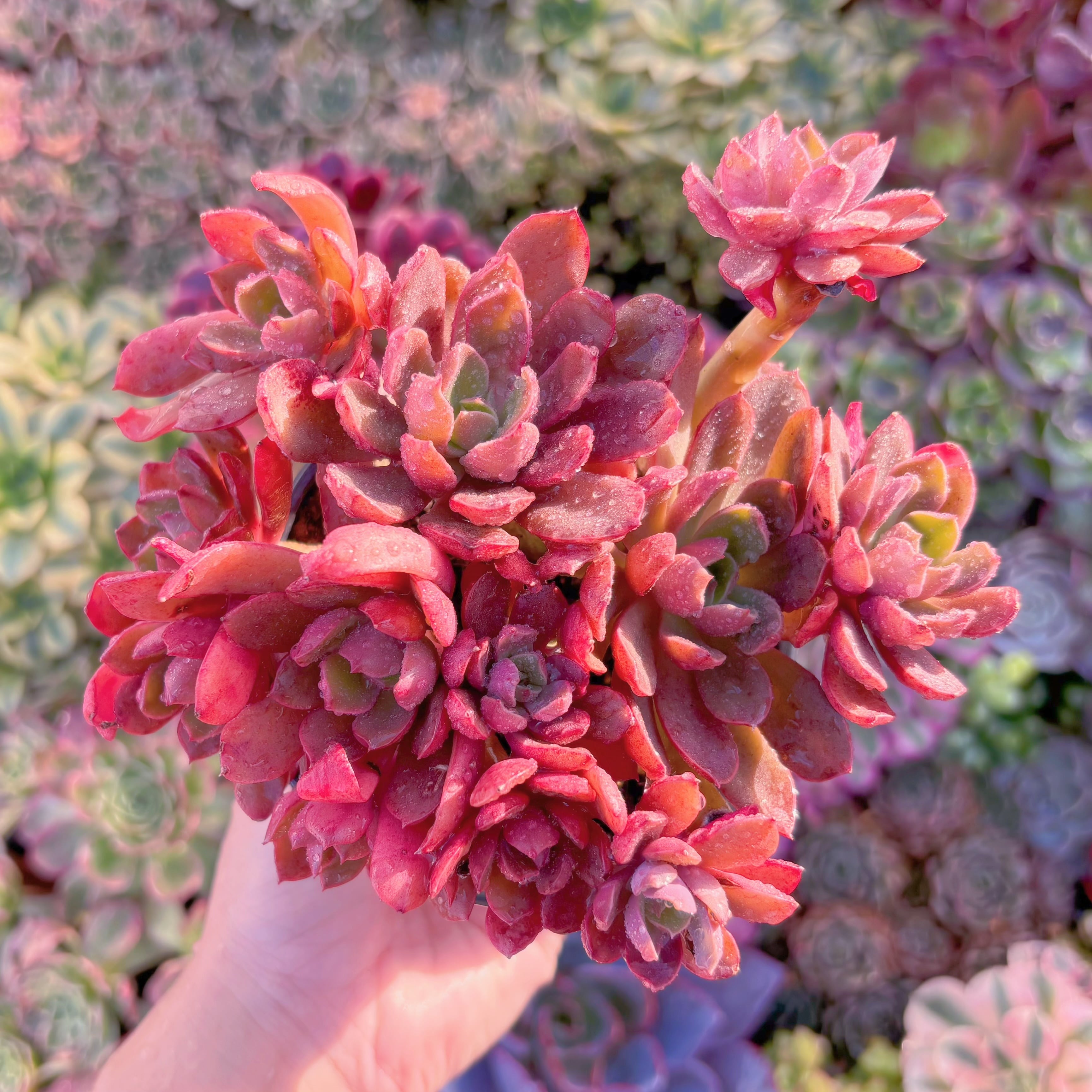 現品　緋紅の翼#F041　新入荷　るる農園