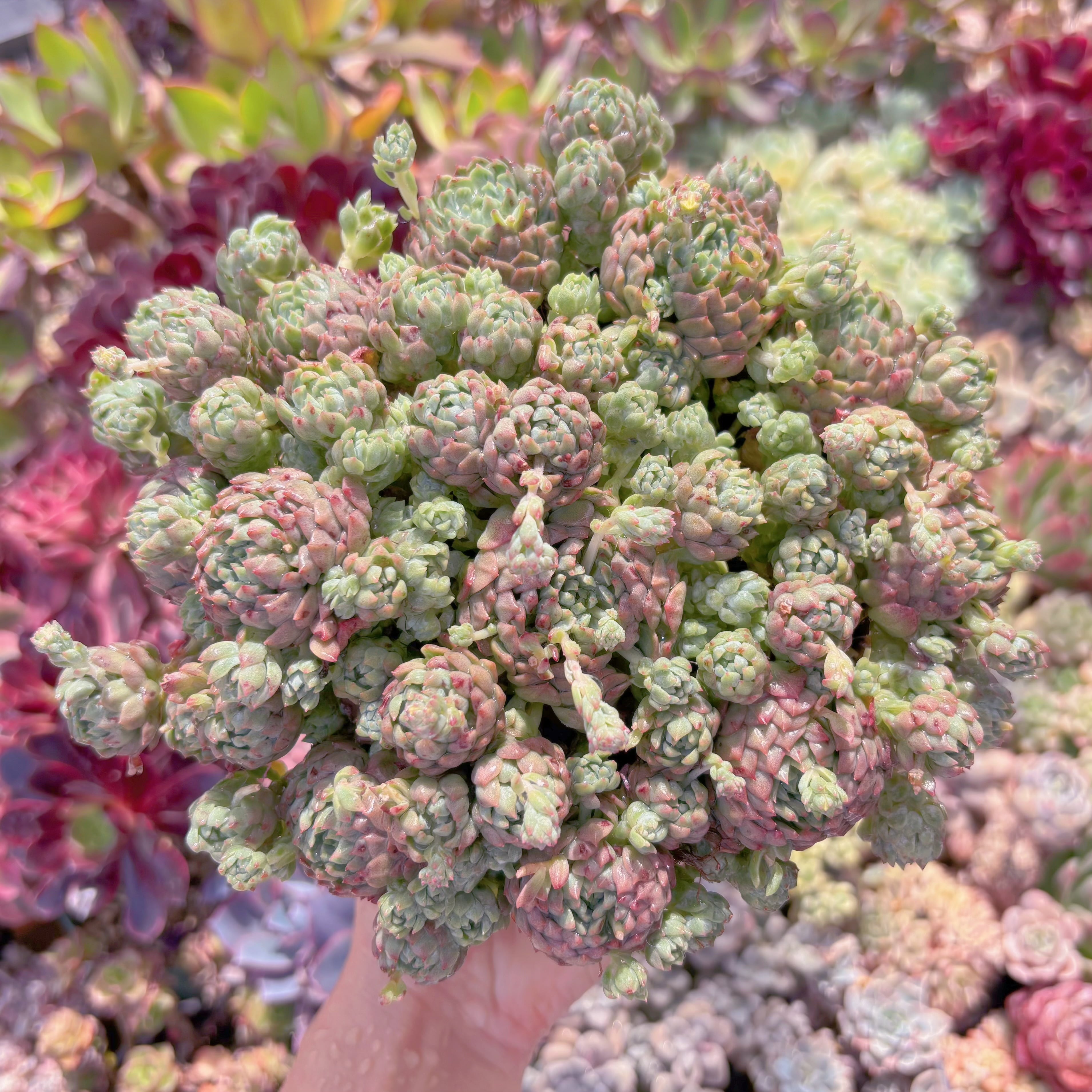 現品　 Pinkberry#C22　特大群生　新入荷　るる農園