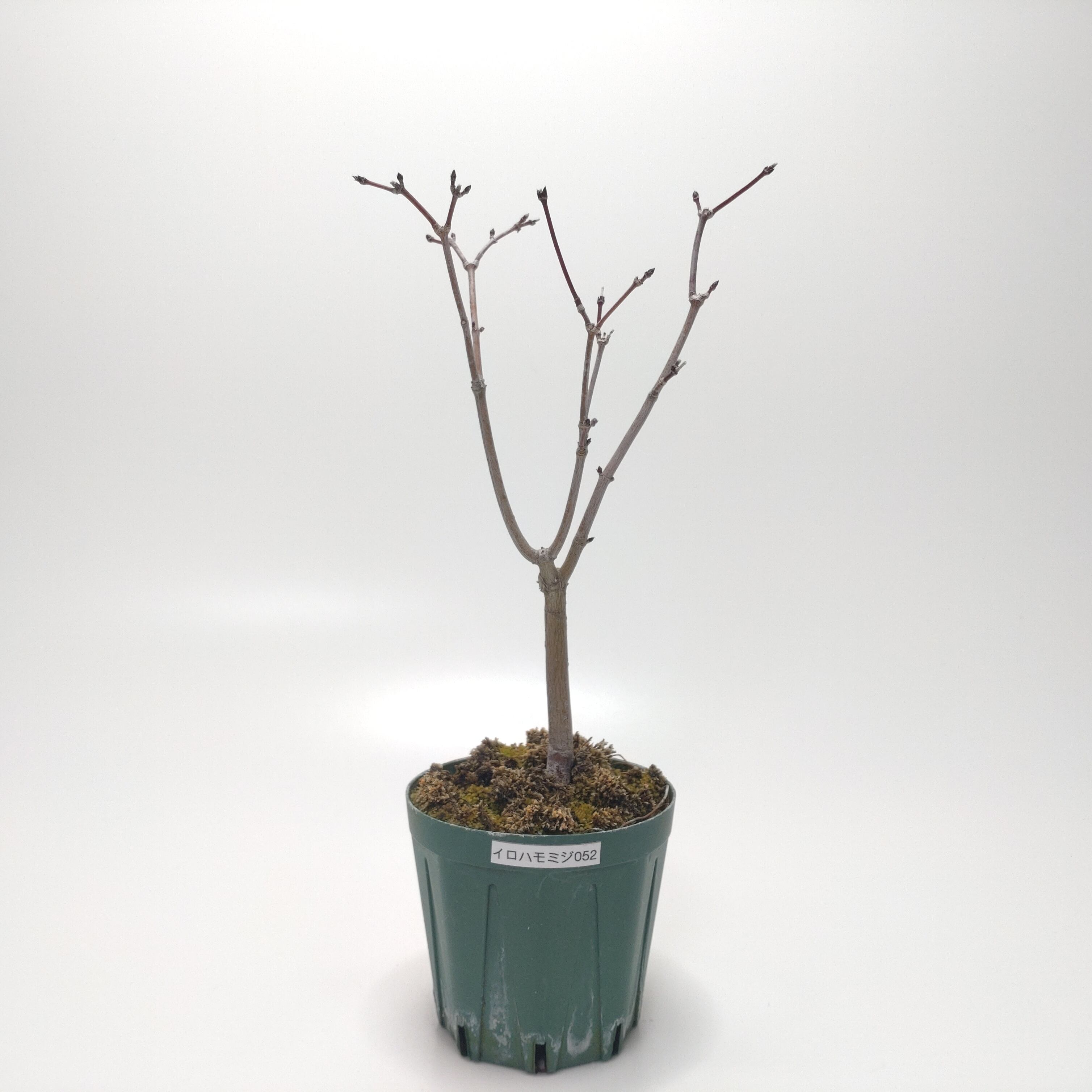 ヤマコウバシ盆栽 S019 | 盆栽創【Bonsaisou】