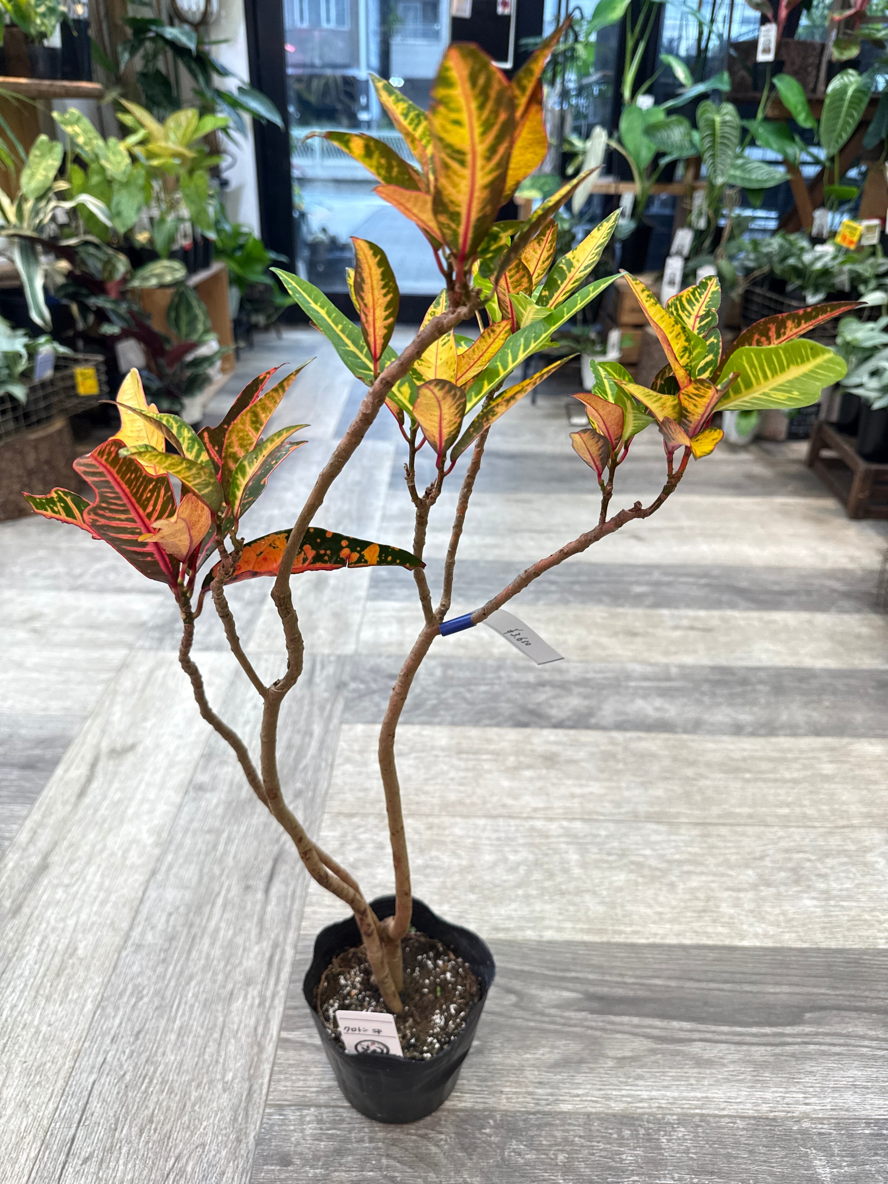斑入り植物(バリエガータ・錦) | Gardenえん 【観葉熱帯植物】