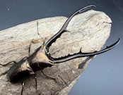 【WD】内歯多《メタリフェルホソアカ亜種フィナエ 86.5mm ペア》