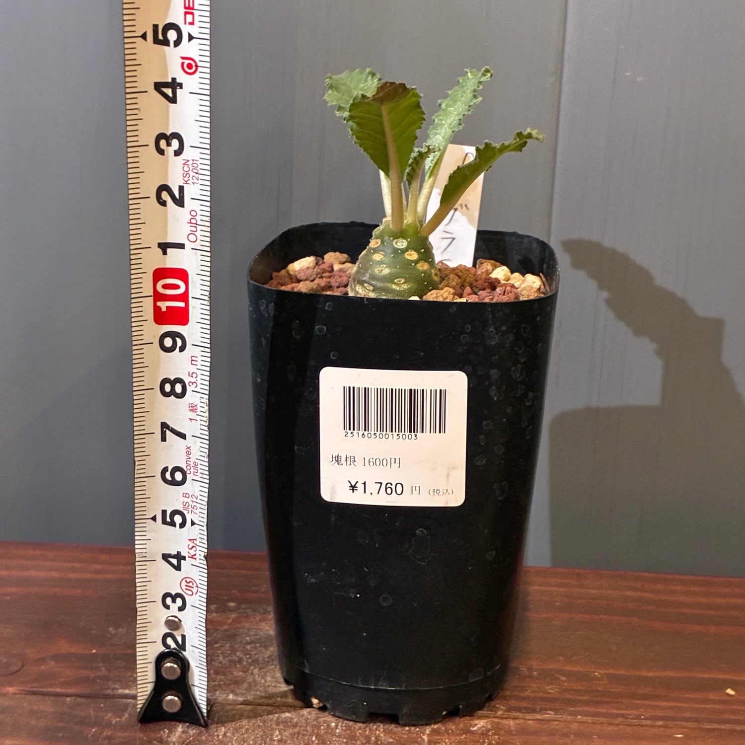 新着3日限定10%OFF】ドルステニア ラブラニー【335】 | PROTOLEAF