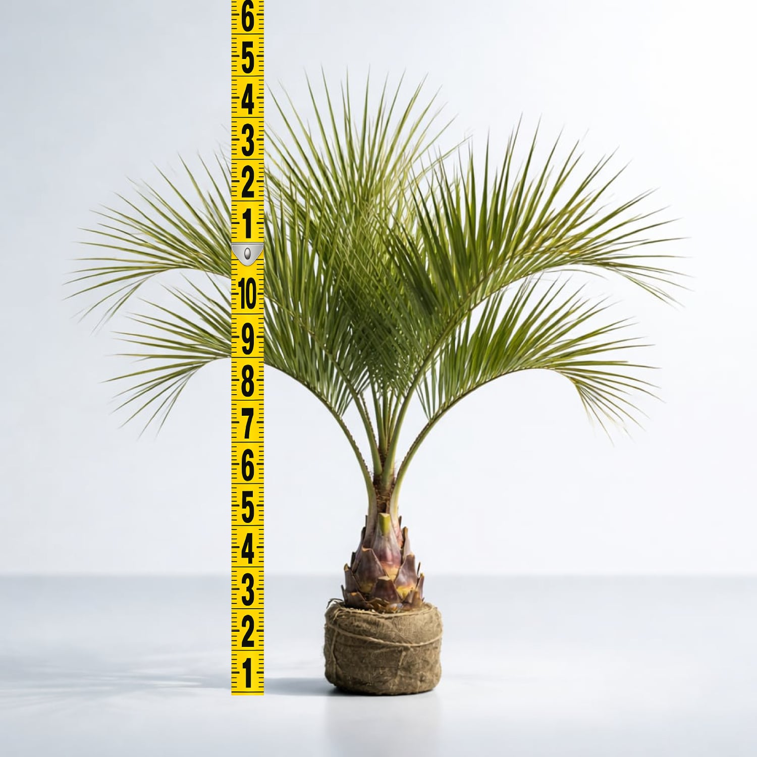 南国の木ココスヤシ8号(苗のみ)