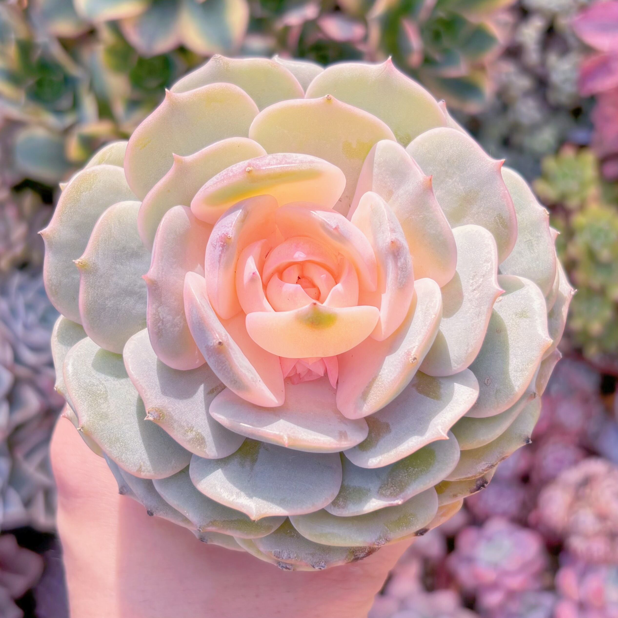 現品　ローラ錦#888　るる農園