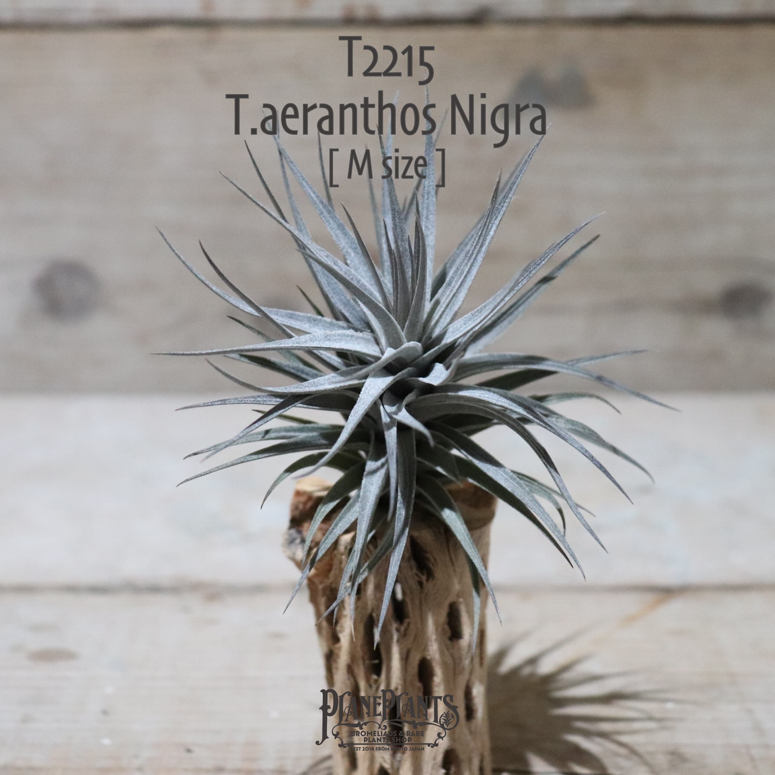 【送料無料】aeranthos Nigra M〔エアプランツ〕現品発送T2215