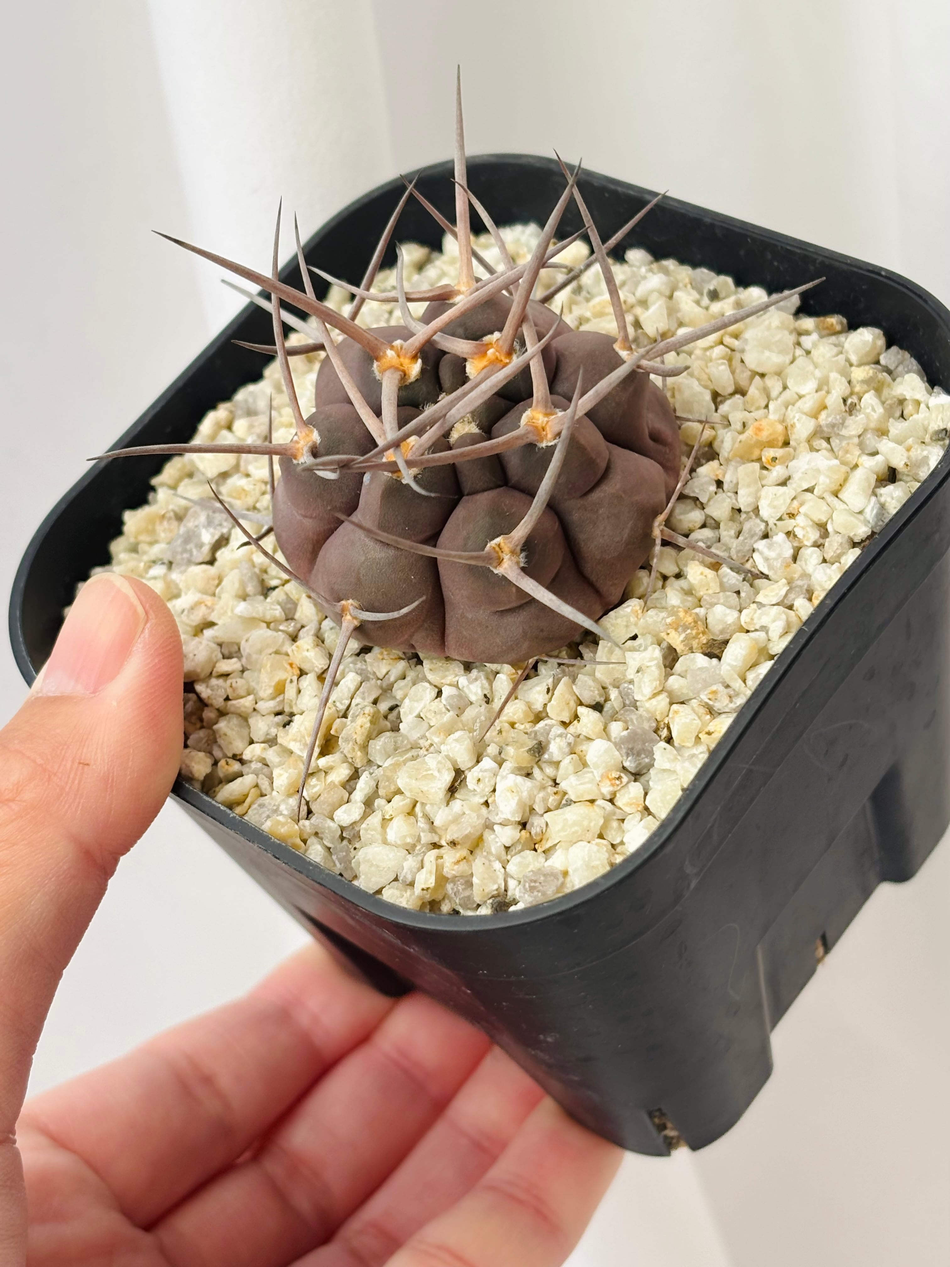 Gymnocalycium mazanense ギムノカリキウム 守金魔天竜 サボテン