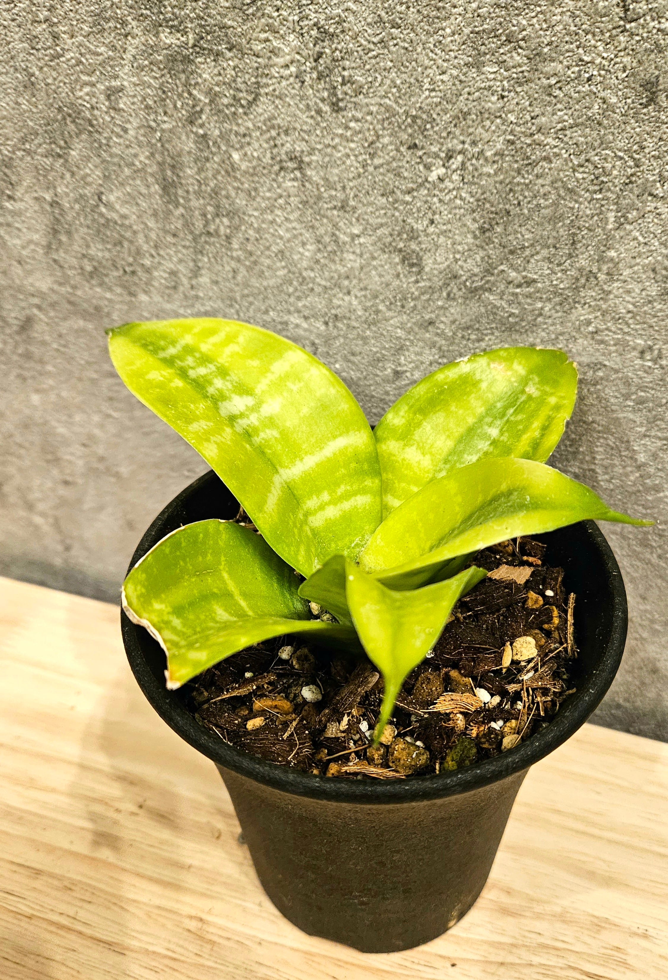 Sansevieria Hahnii Primitive 【artPLANTs】サンスベリア