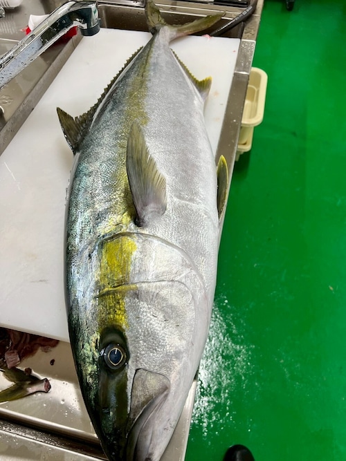 【本日限定出荷！！】ヒラマサ　2人前ブロック　