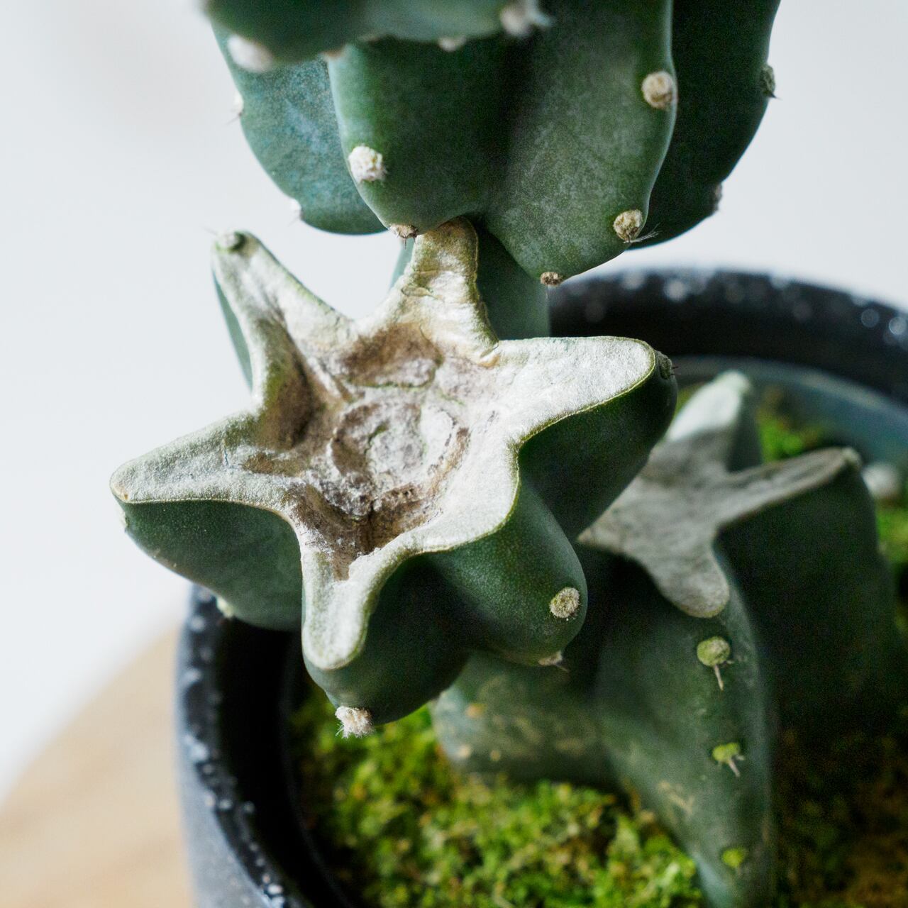 現品　サボテン　柱サボテン　ブランチ　鬼面角　3本植え　ドライガーデン サボテン 柱サボテン ブランチ 柱サボテンブランチ 鬼面角 33番