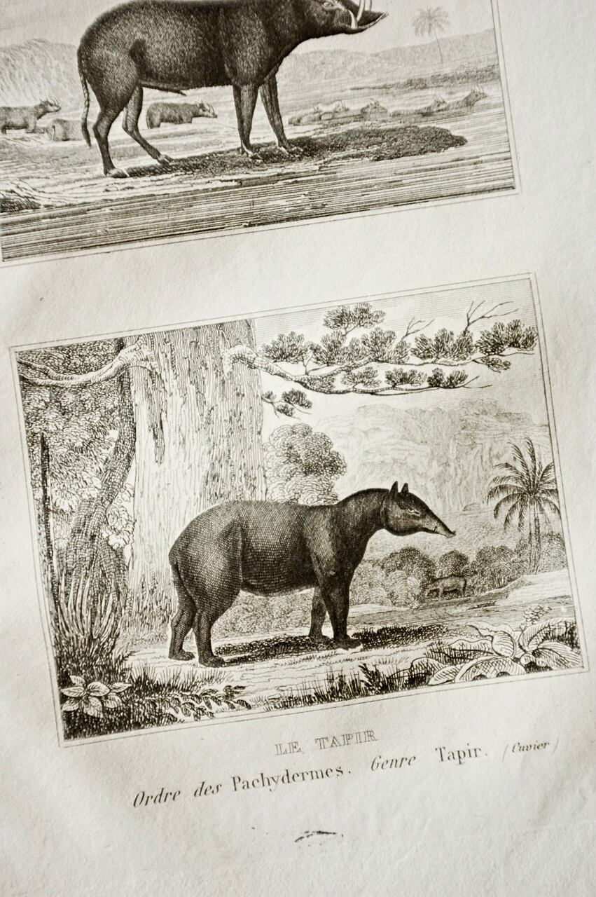 フランス BUFFON 1835s ビュフォン伯爵による動物たちの博物画