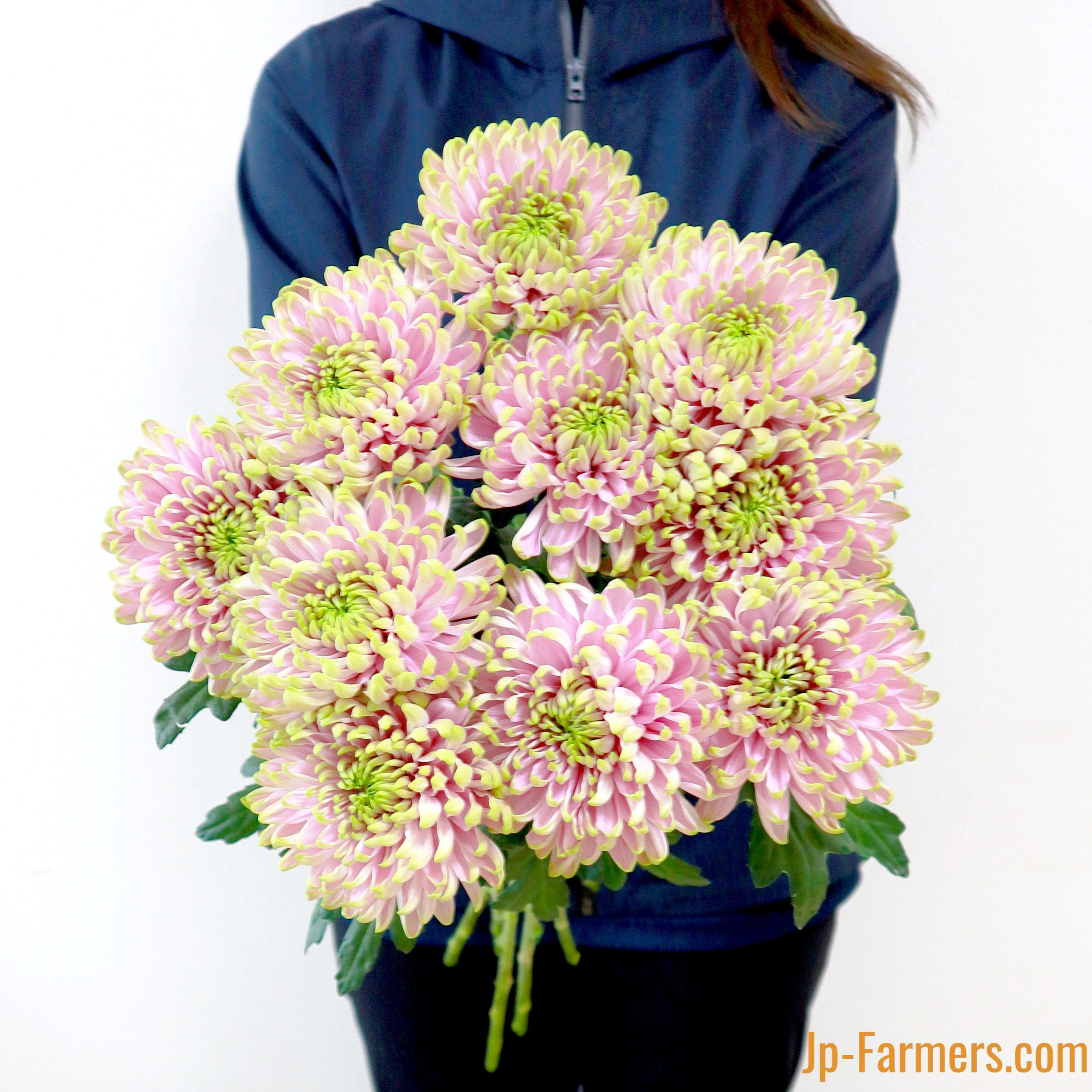 シャーロット王女を祝したディスバットマム『 ロサーノシャルロッテ