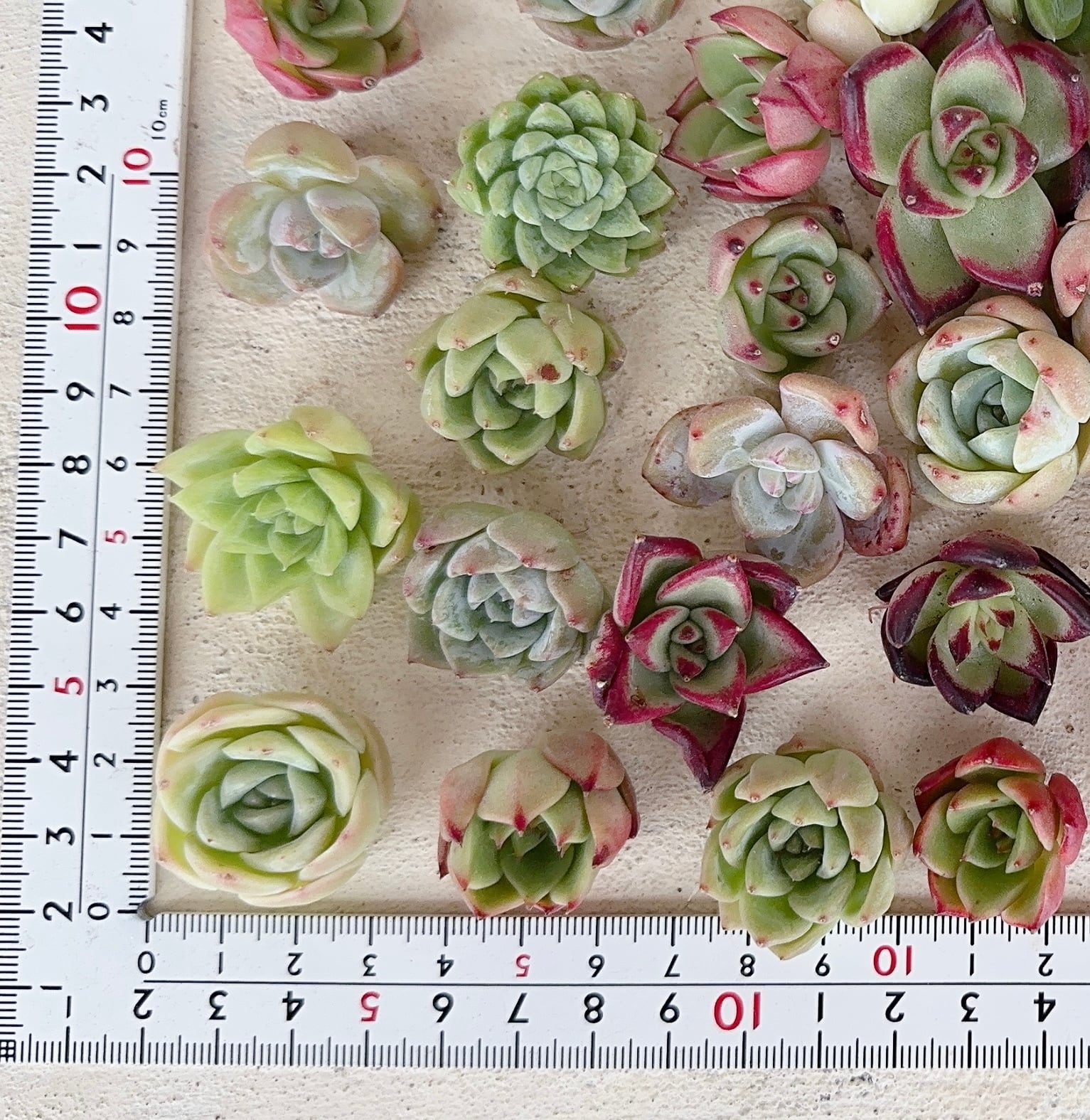 寄せ植え苗10個セット | 倉敷多肉工房