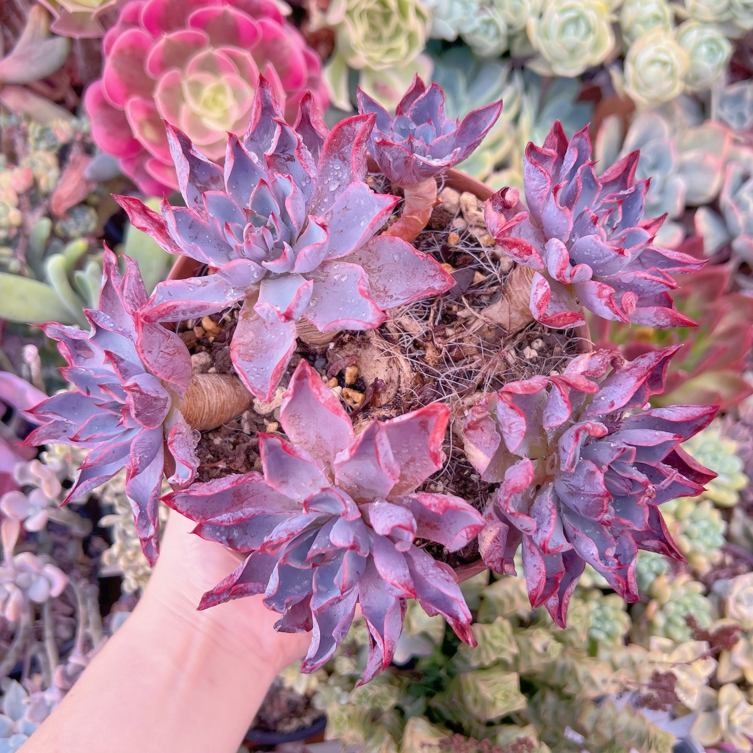 現品　ヘラ#F011　特大群生　るる農園