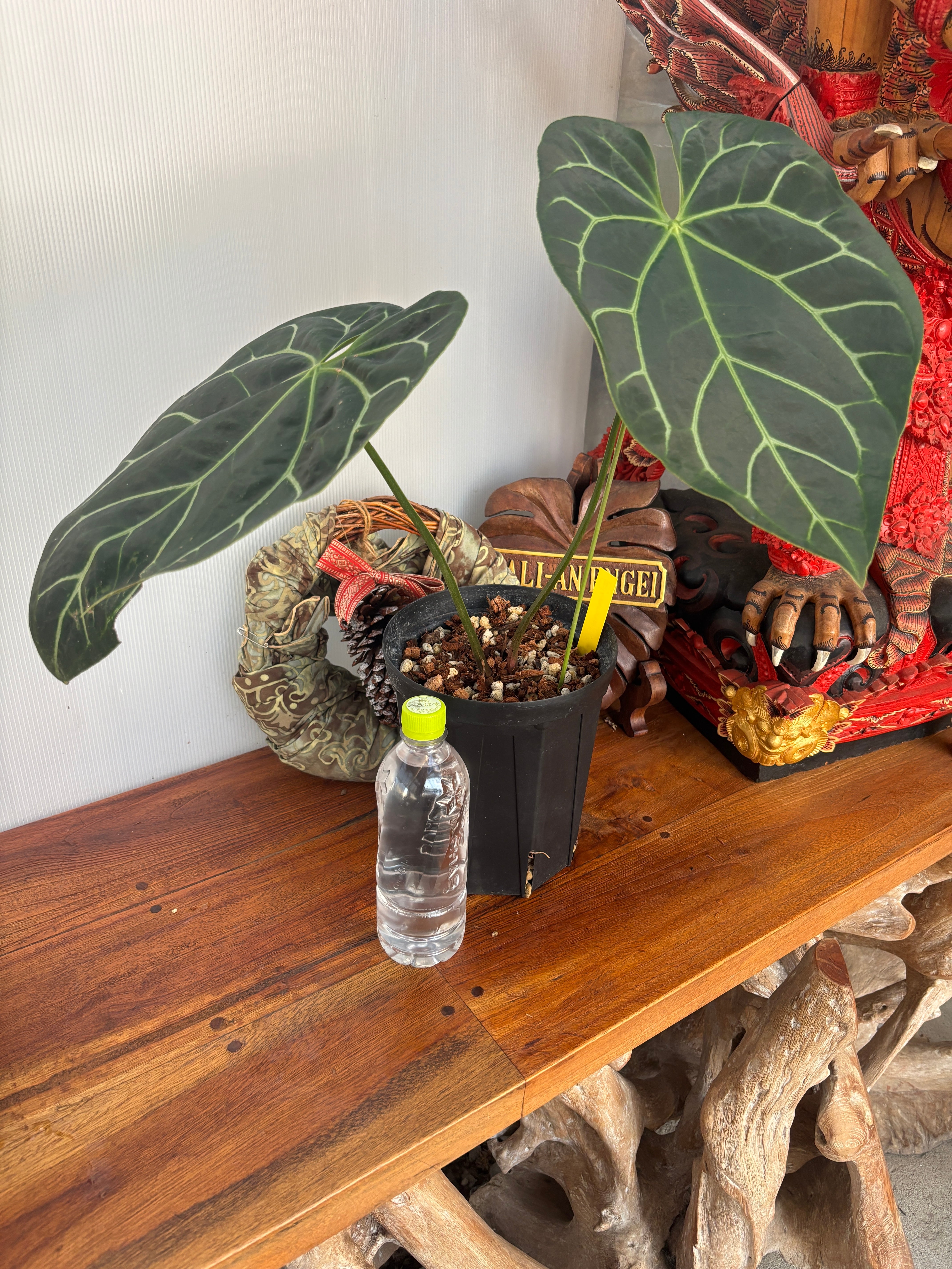 Anthurium | BA PLants