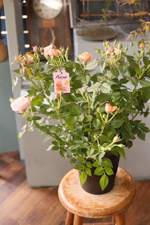 【S 様 専用】ミニバラ｜カーナ・ハニーゴールド