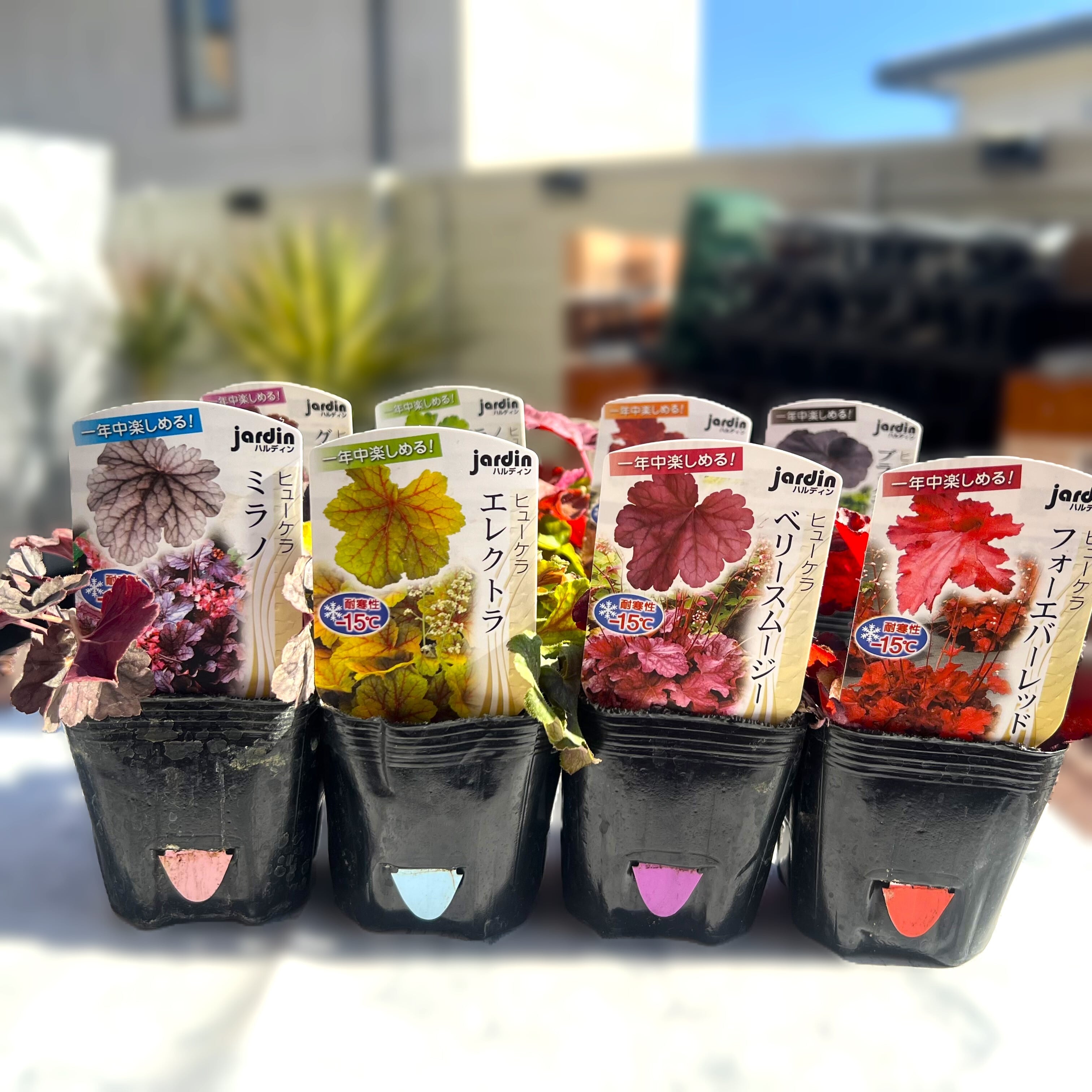 ヒューケラ Aセット 8種（3号ポット）ツボサンゴ 多年草 寄せ植え