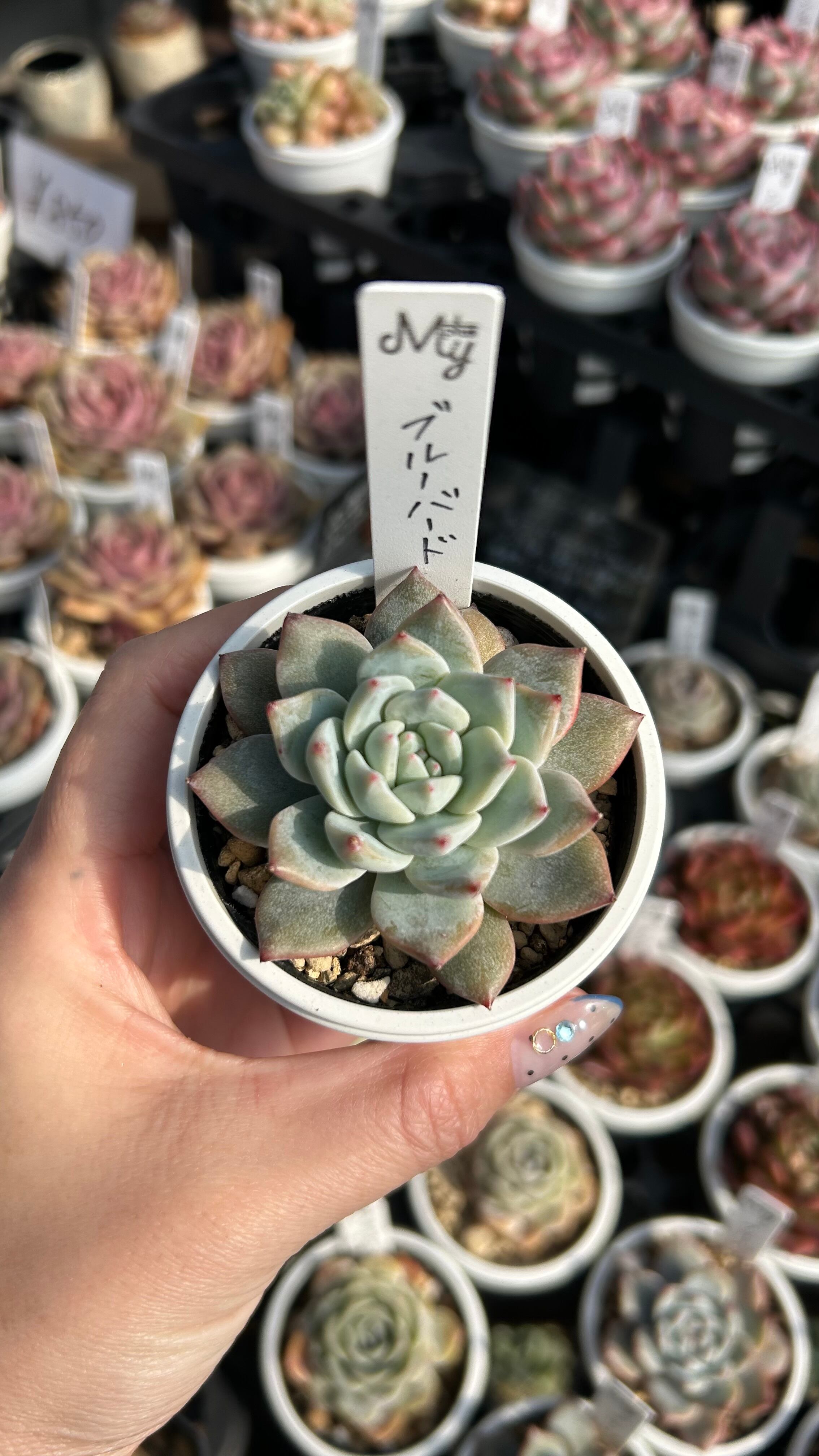 レディジア 多肉植物 セデベリア 安心の生産ポットそのまま販売（8個