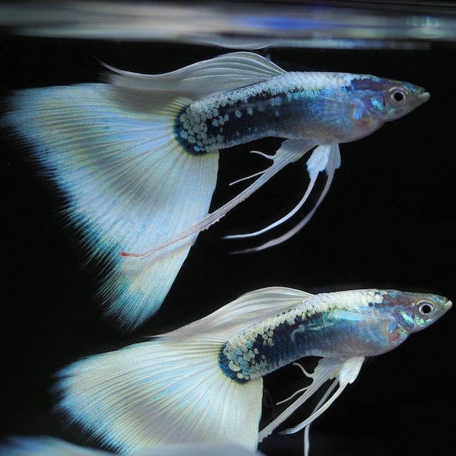 【セール】RREAヘテロドイツイエロータキシードリボン　1カルテット＋おまけ1カルテット