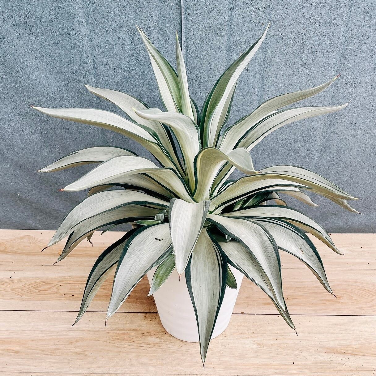 ［現品］【希少】20番　アガベ　クイック　シルバー　8号　観葉植物　レア　斑入り 現品］【希少】20番 アガベ クイック シルバー 8号 観葉植物 レア