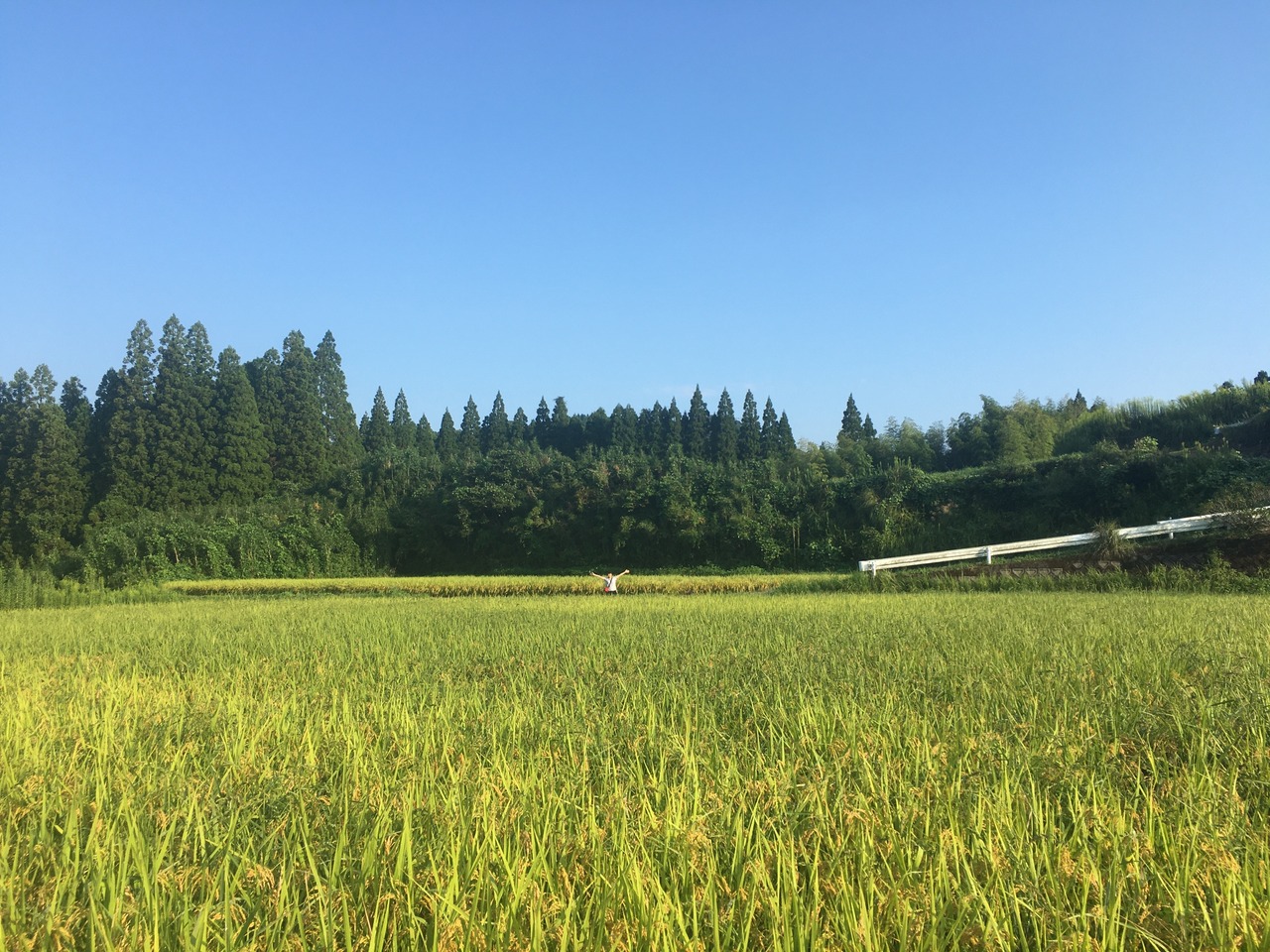 Japanese BROWN RICE・ASAMESHI-MAE1kg 【No Agrochemical・Brown Rice・Made in ...