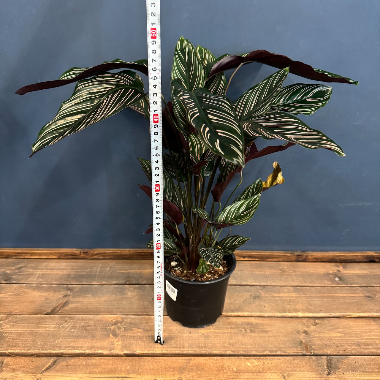 カラテア オルナータ(サンデリアーナ)【148】