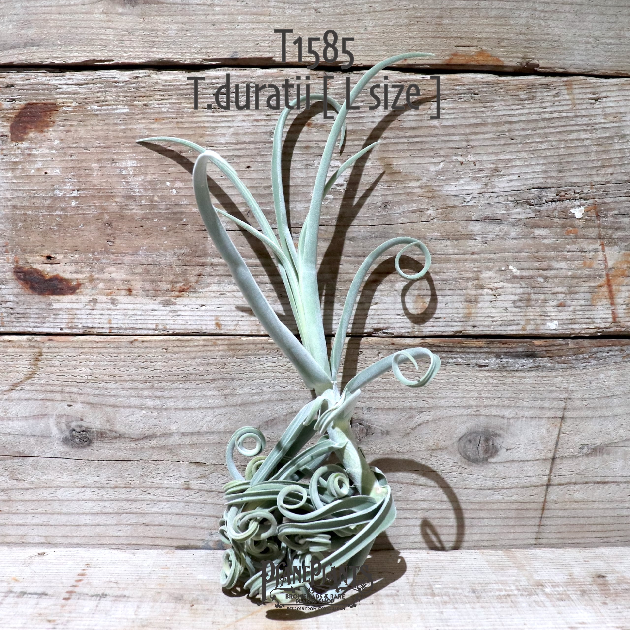 【送料無料】ドゥラティ L〔エアプランツ〕現品発送T1585