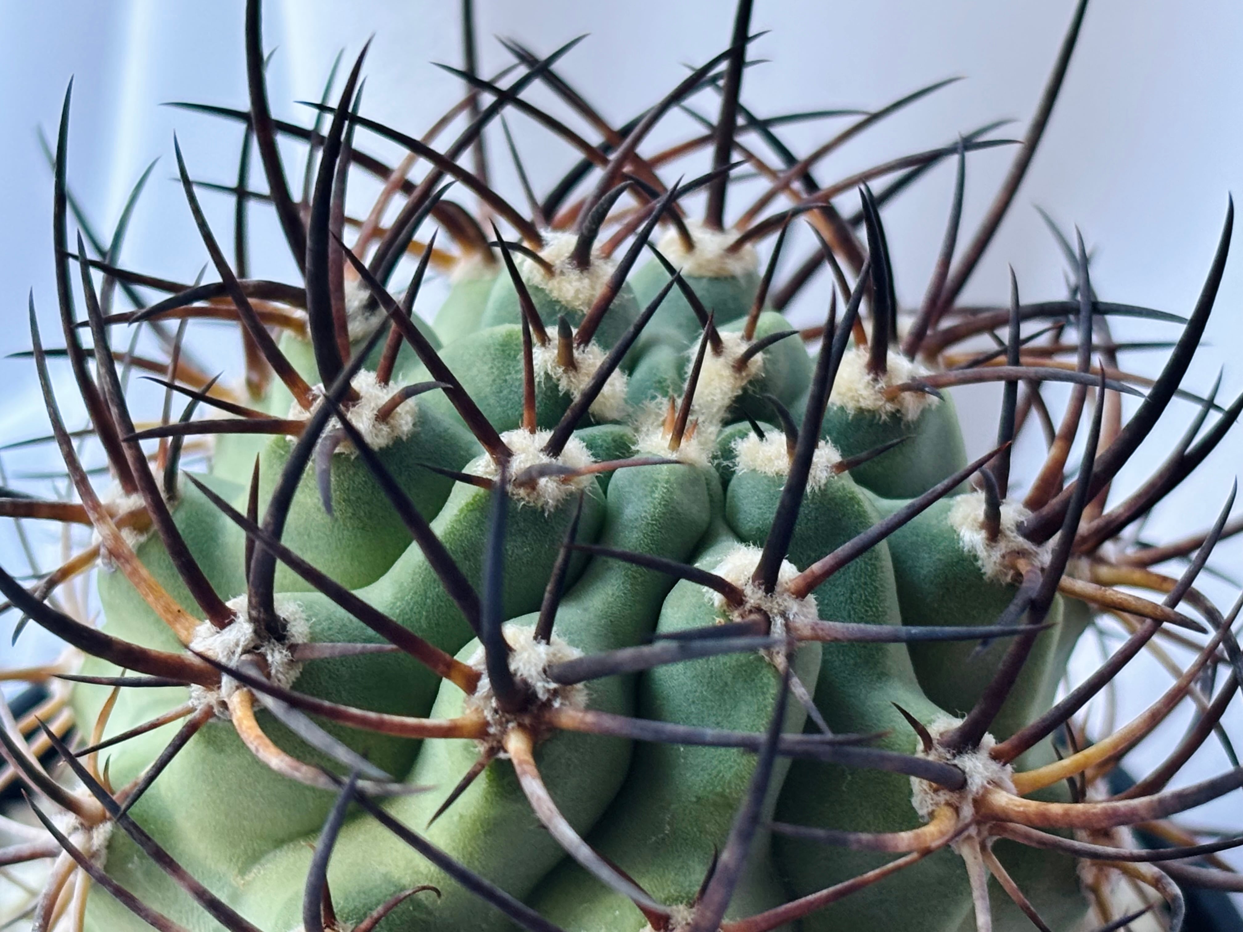 Eriosyce ihotzkyanae エリオシケ 五百津玉 サボテン | plants MARU