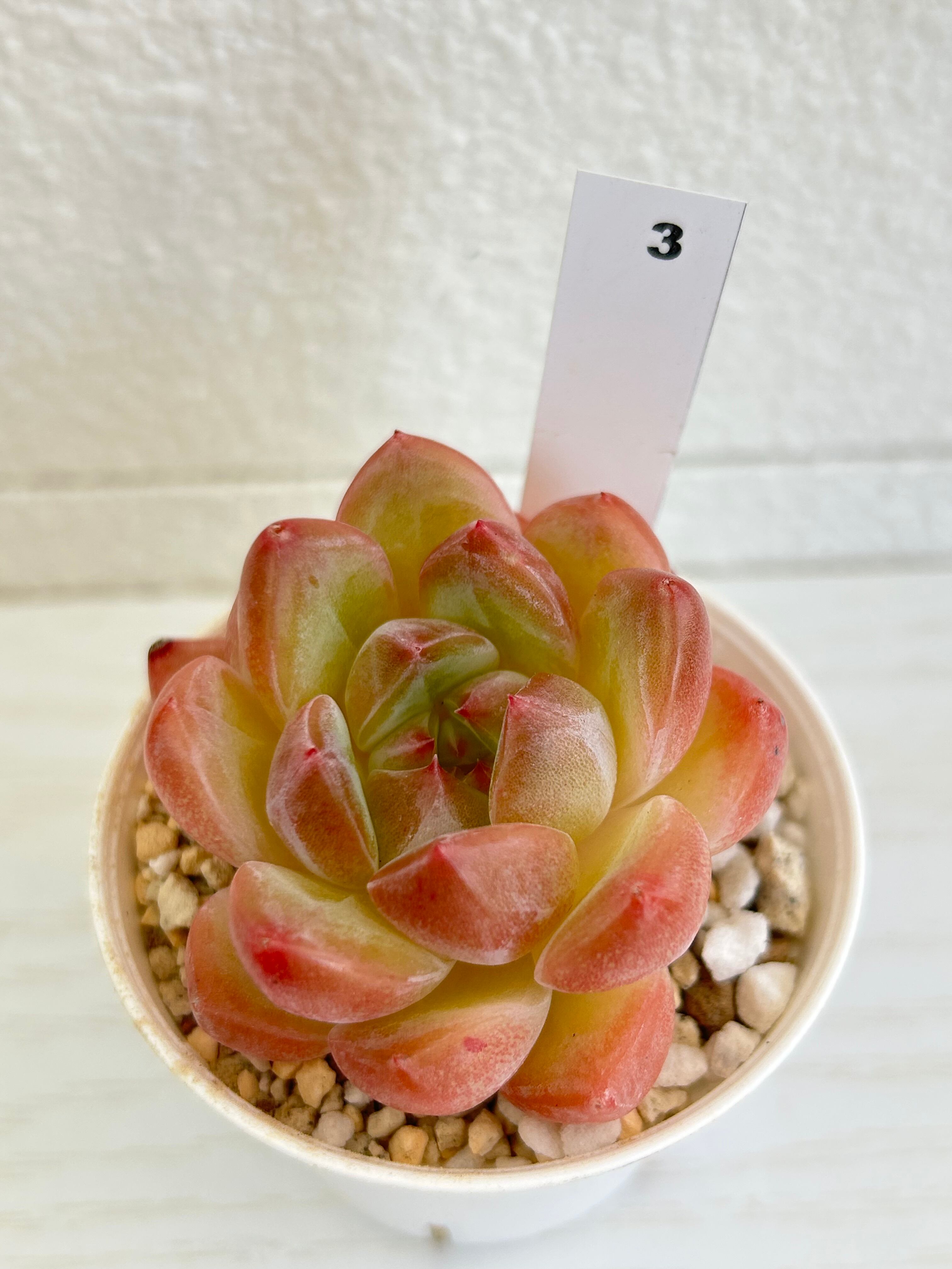 輸入苗 ☆アメイジンググレイス × コールドブーケ No.3