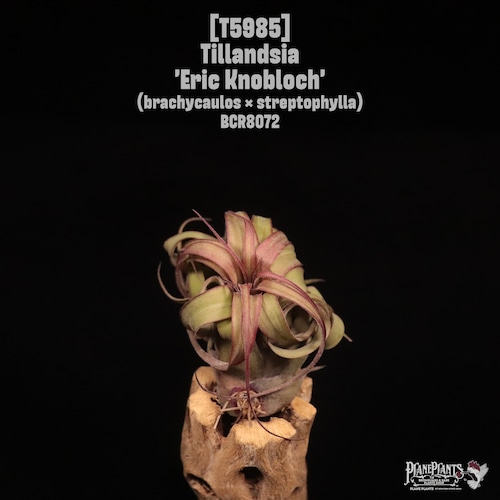 Tillandsia 'Eric Knobloch'〔ティランジア〕T5985