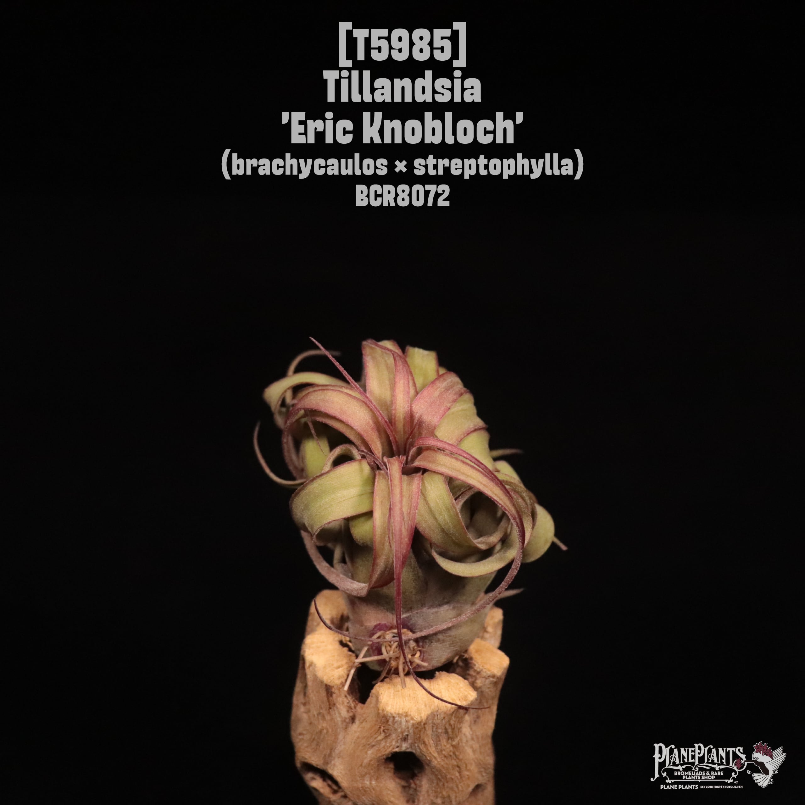 Tillandsia 'Eric Knobloch'〔ティランジア〕T5985