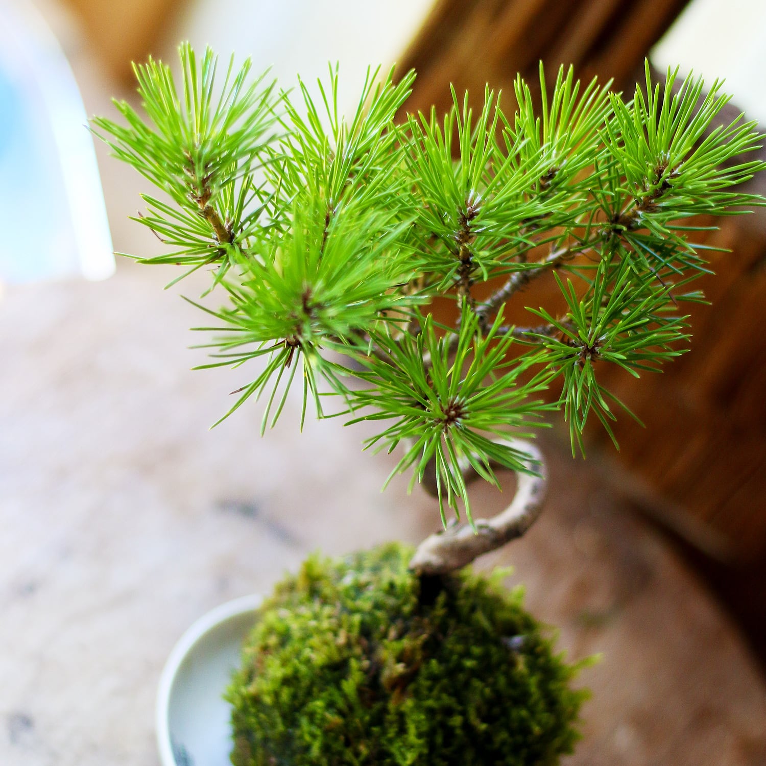 禅スタイルシリーズ 苔玉 「酒田の黒松」 | 花と植物のフラワーギフト