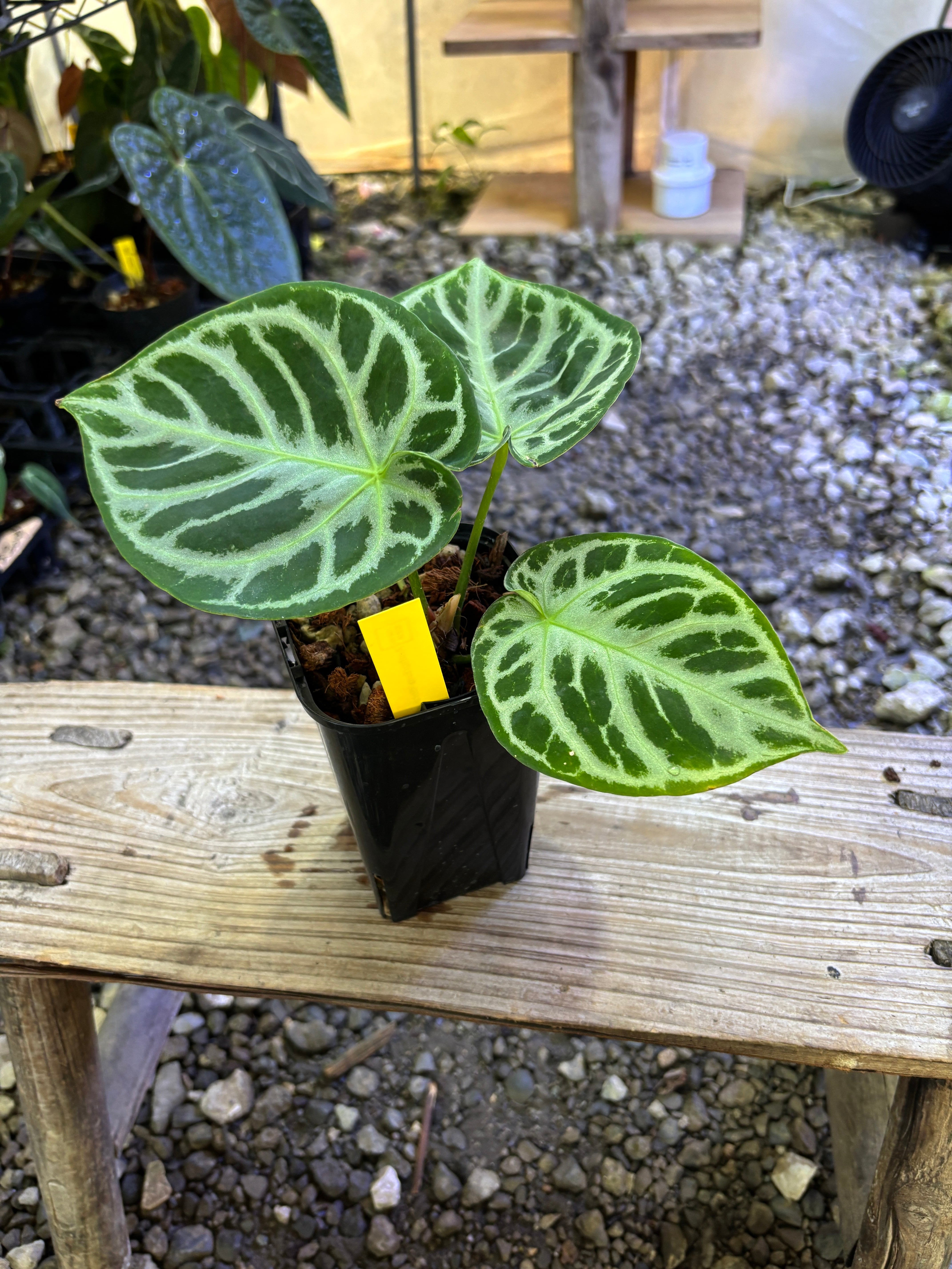 Anthurium | BA PLants