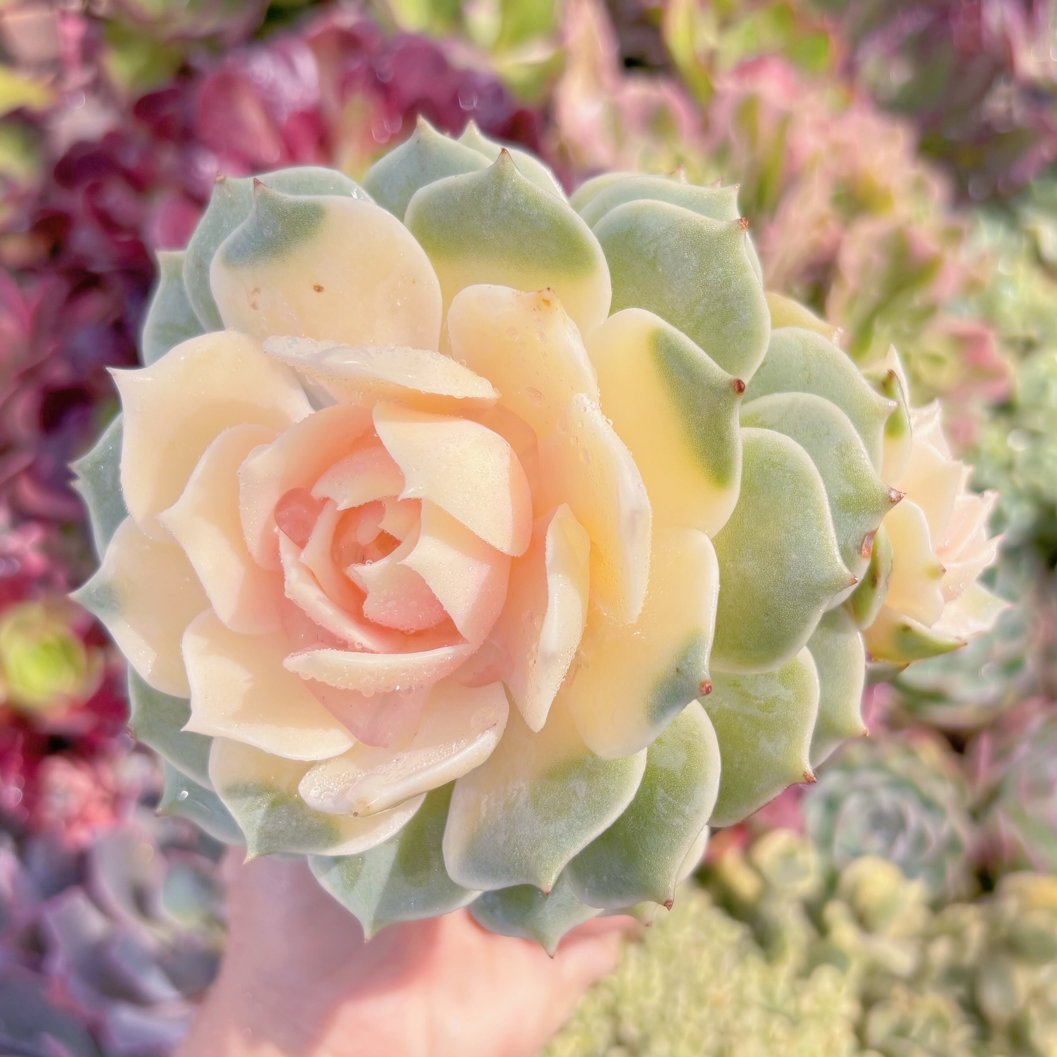 現品　ローラ錦#F008　るる農園