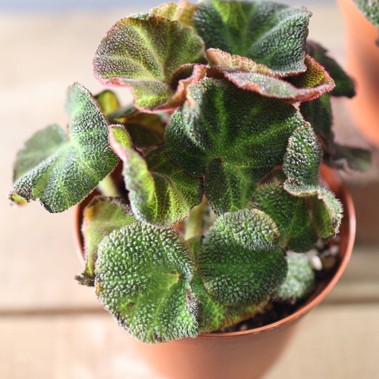 574『ベゴニア ソリムタータ』観葉植物【送料無料】 | MARX PLANTS