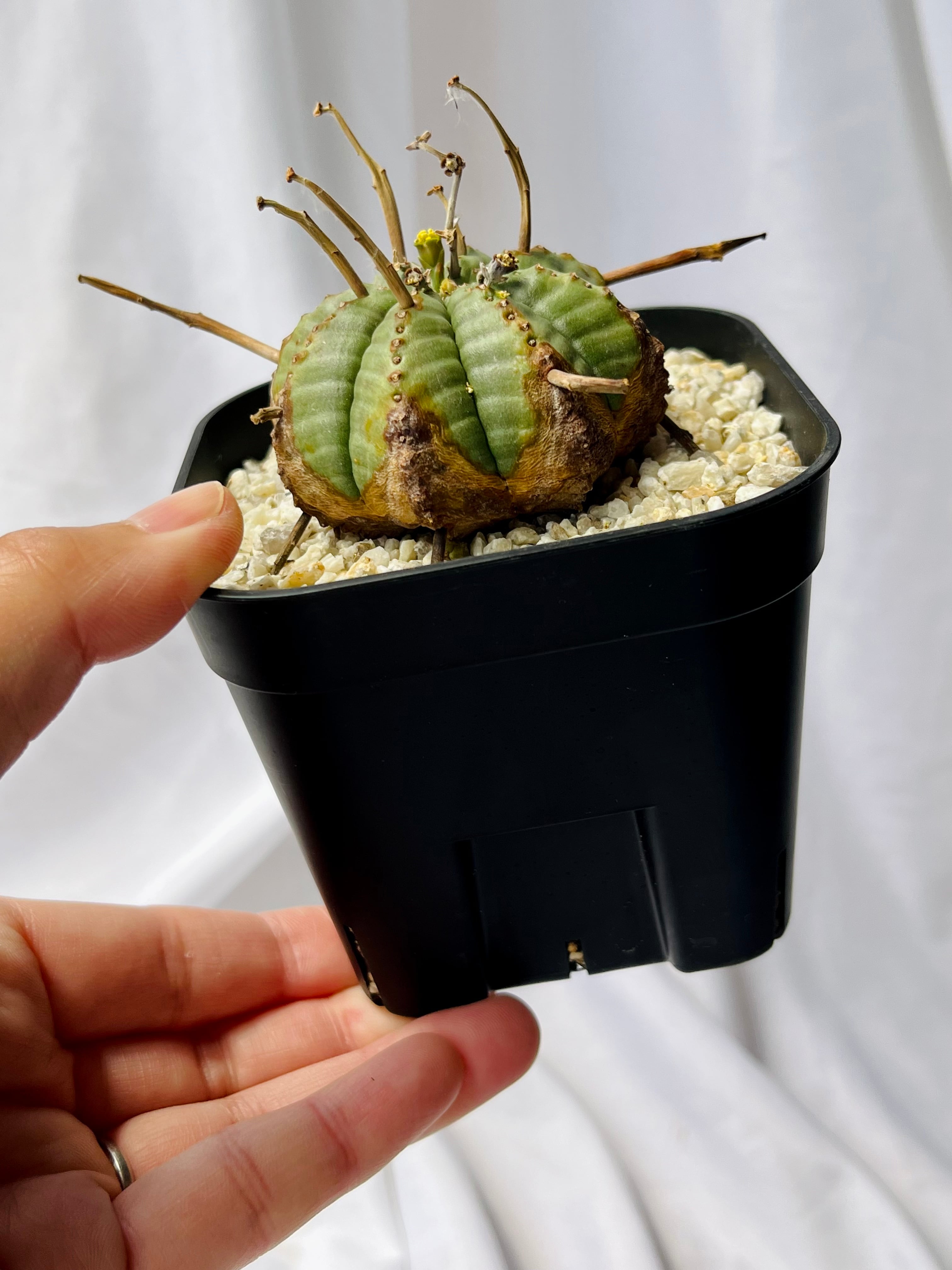 超貴重 大型 双頭 仔吹き Euphorbia symmetrica ユーフォルビア