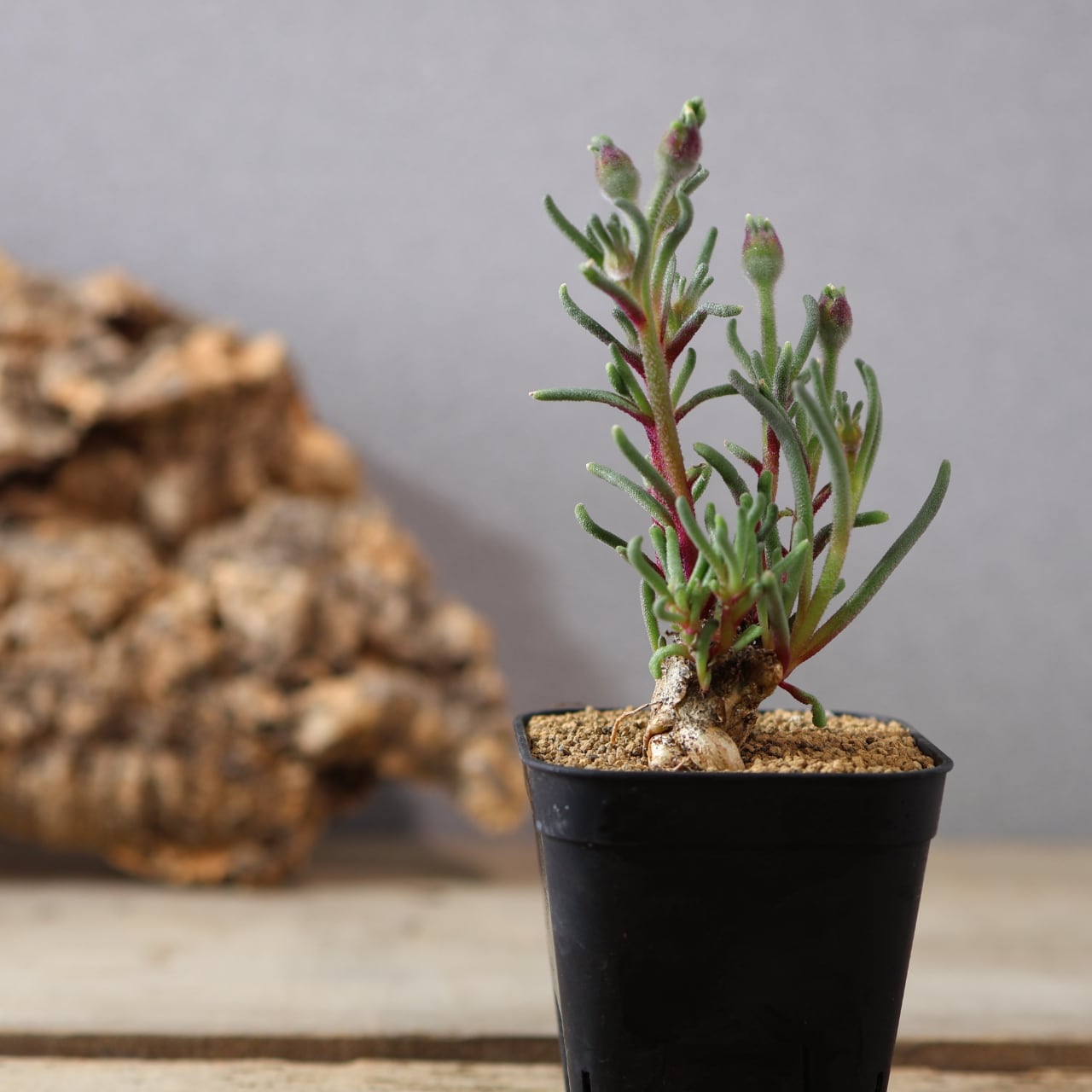 490塊根も葉も花も、すべてが魅力的『フィロボルス テヌイフロルス