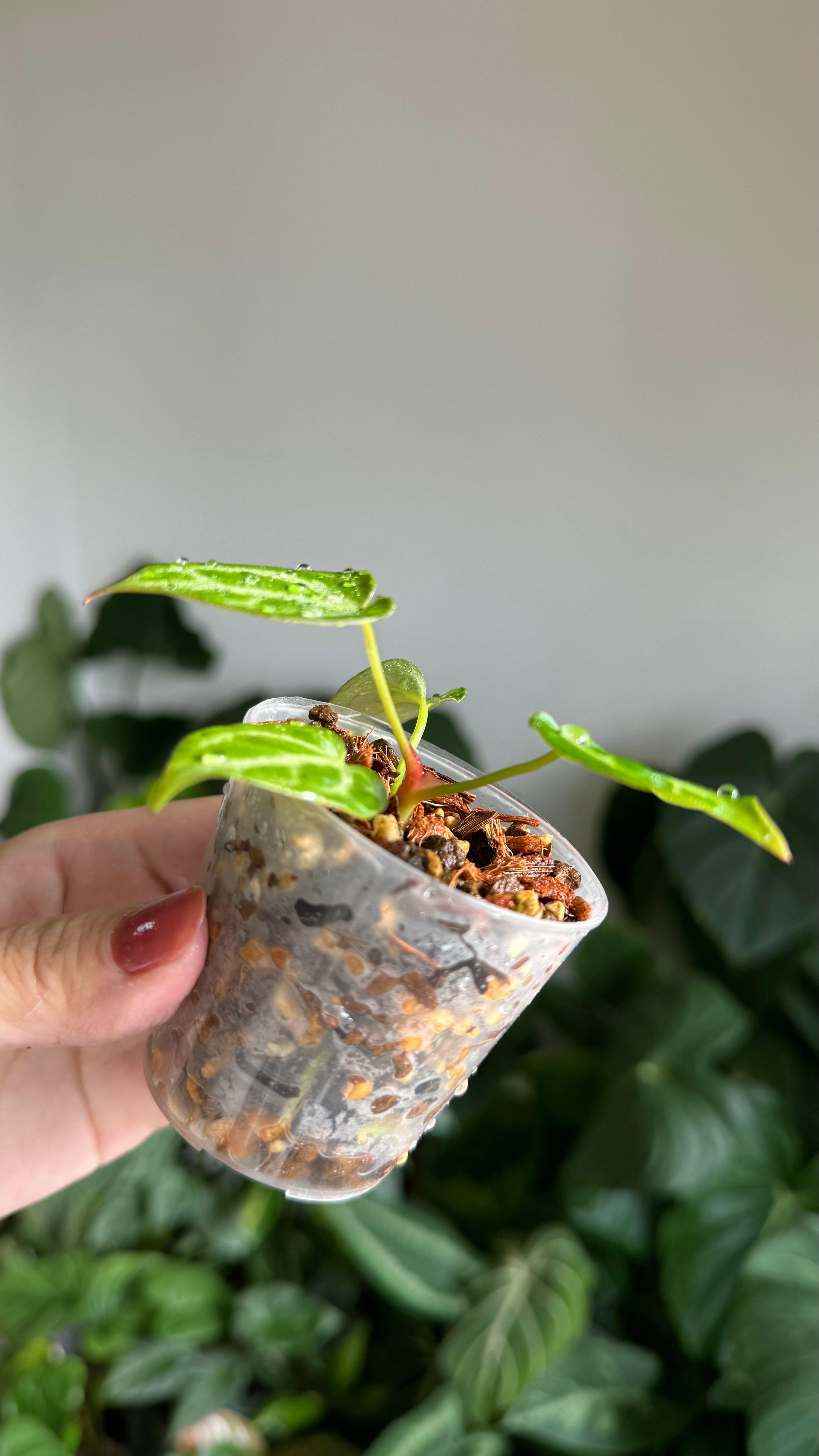 Anthurium crystallinum 'Crystal Hope' / アンスリウムクリスタ Anthurium crystallinum 'Crystal Hope' / アンスリウムクリスタ