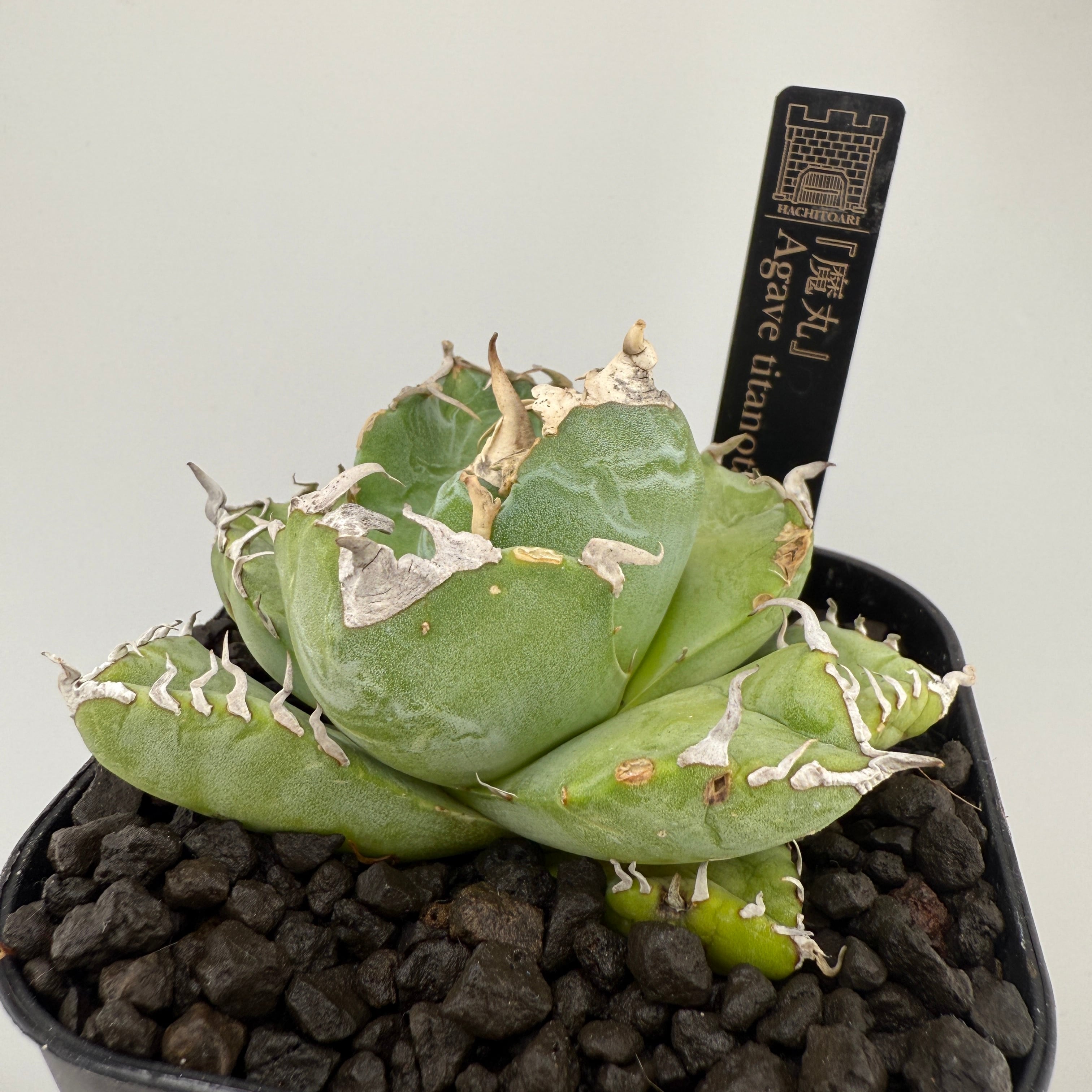 No.7 魔丸 Agave titanota