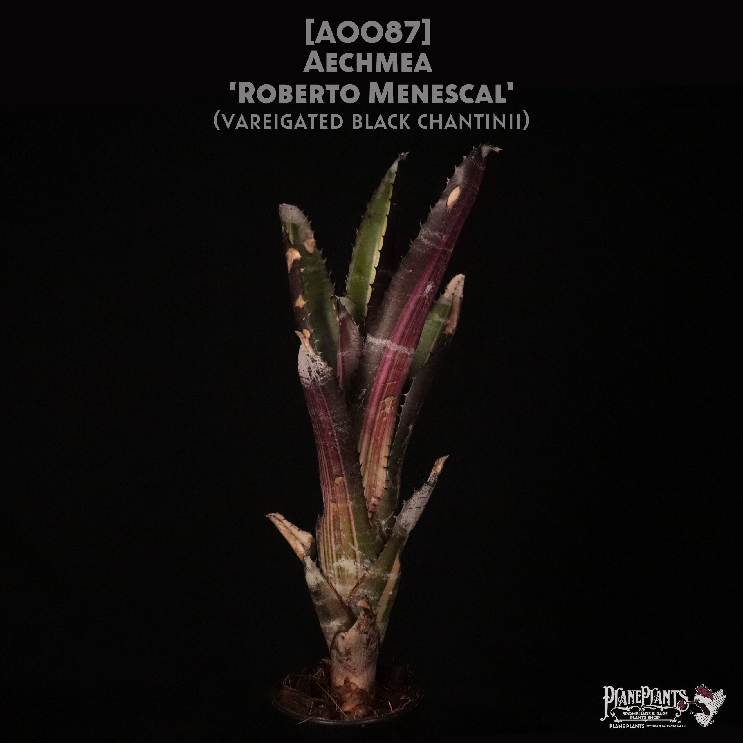 【送料無料】Aechmea 'Robelt Menescal'〔エクメア〕現品発送A0087