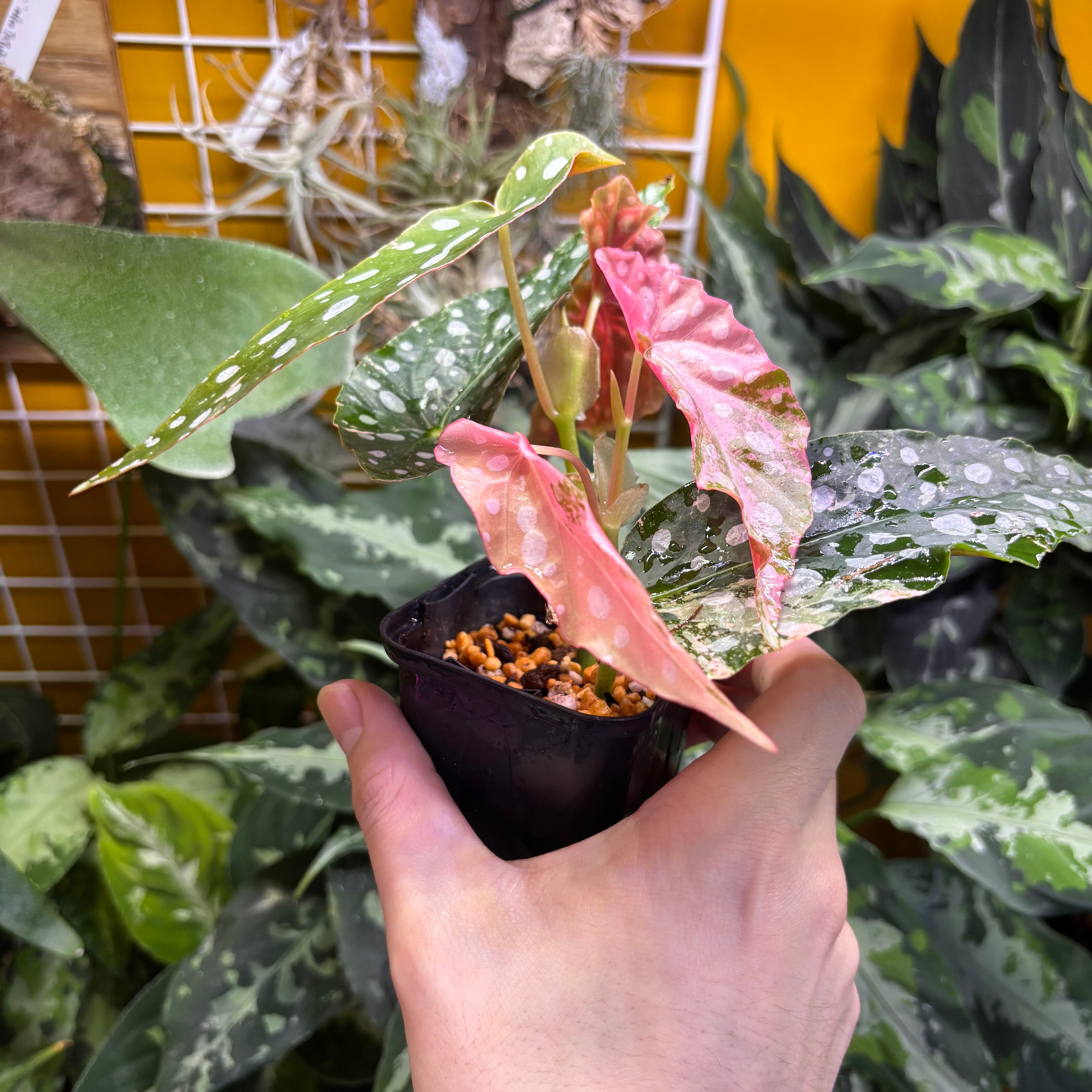 Begonia maculata 'Pink Variegated' ベゴニア マクラータ 斑入り