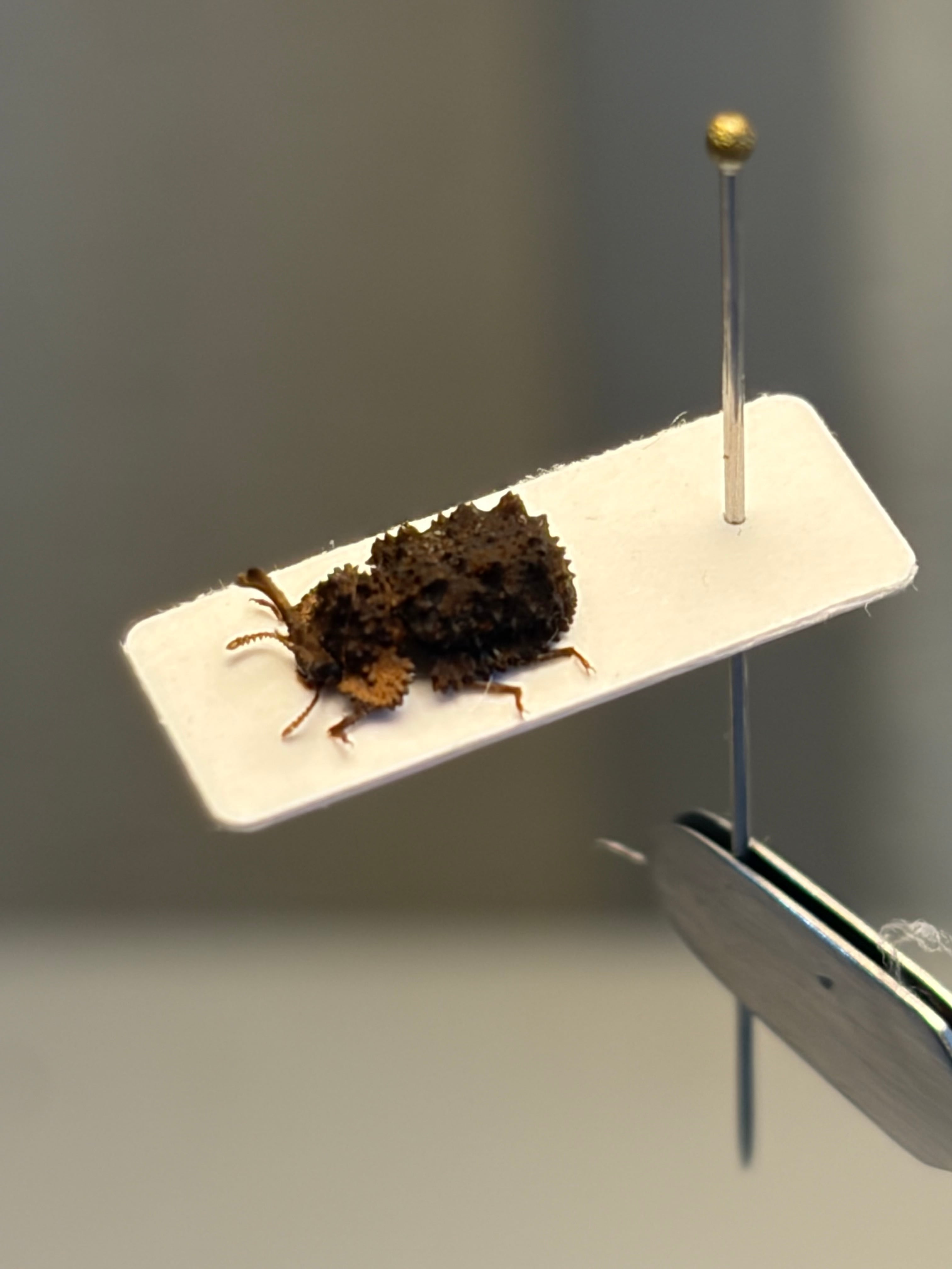 カンムリゴミムシダマシの一種？ 標本ゾウムシ カミキリ糞虫ゴキブリコメツキカメム 塵虫•黒艶虫•擬穀盗•閻魔虫 | オモニキチュウ