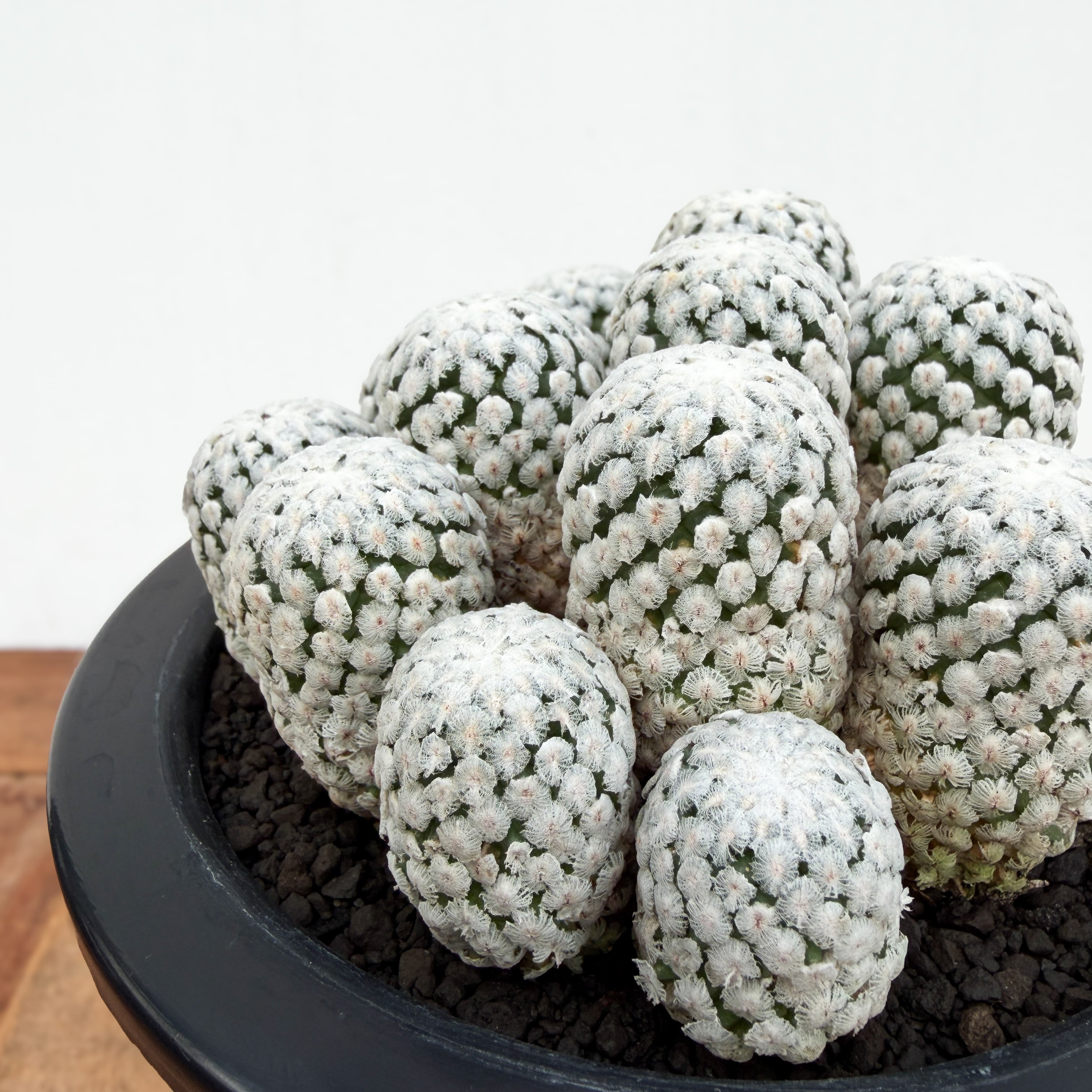 Turbinicarpus valdezianus【ツルビニカルプス・バラ丸】 | RIMO'S